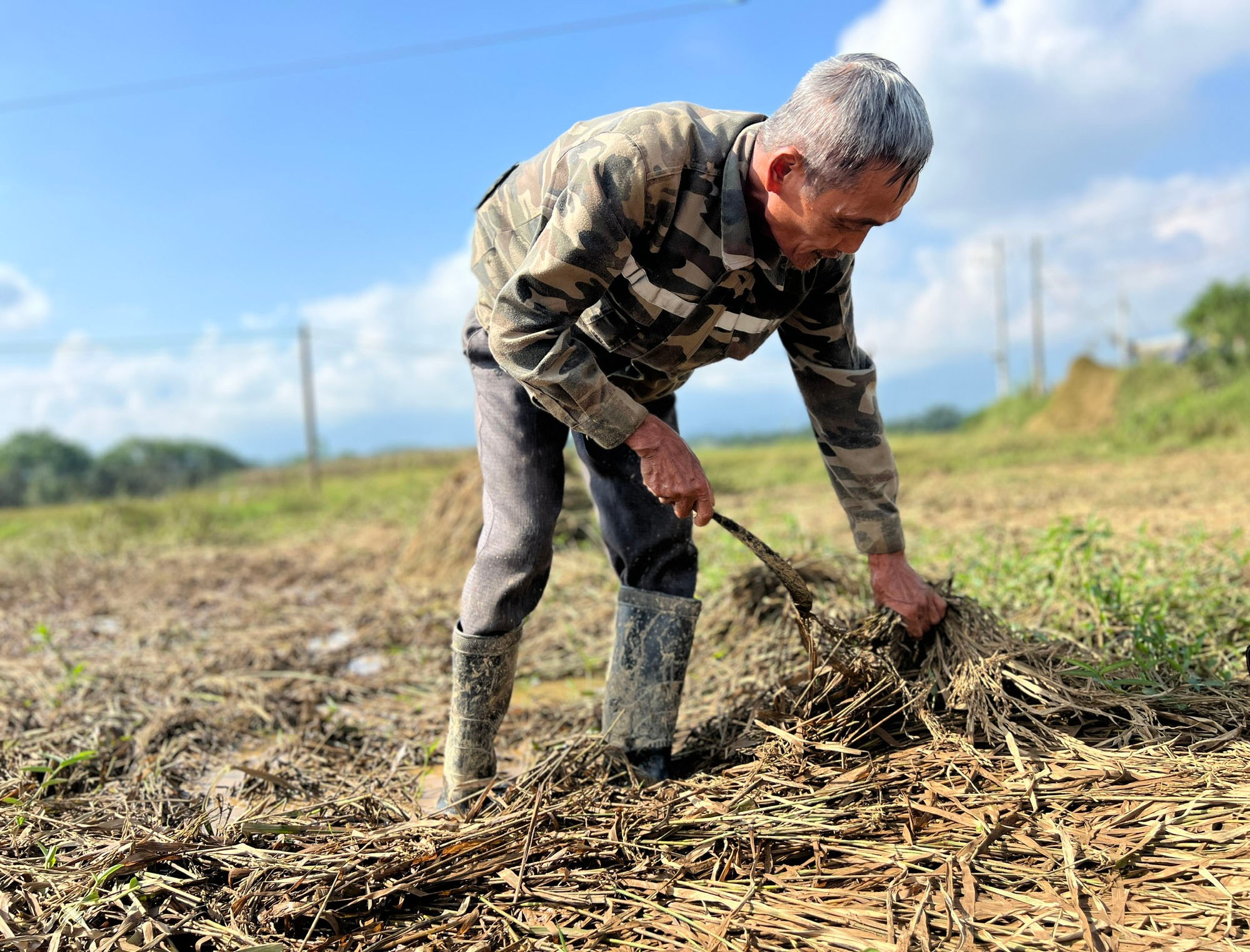 Ông Nguyễn Hoàng Hẹn, thôn Hải Sơn 1, lội giữa ruộng bùn, tay vớt từng bông lúa đổ rạp. 2.jpg