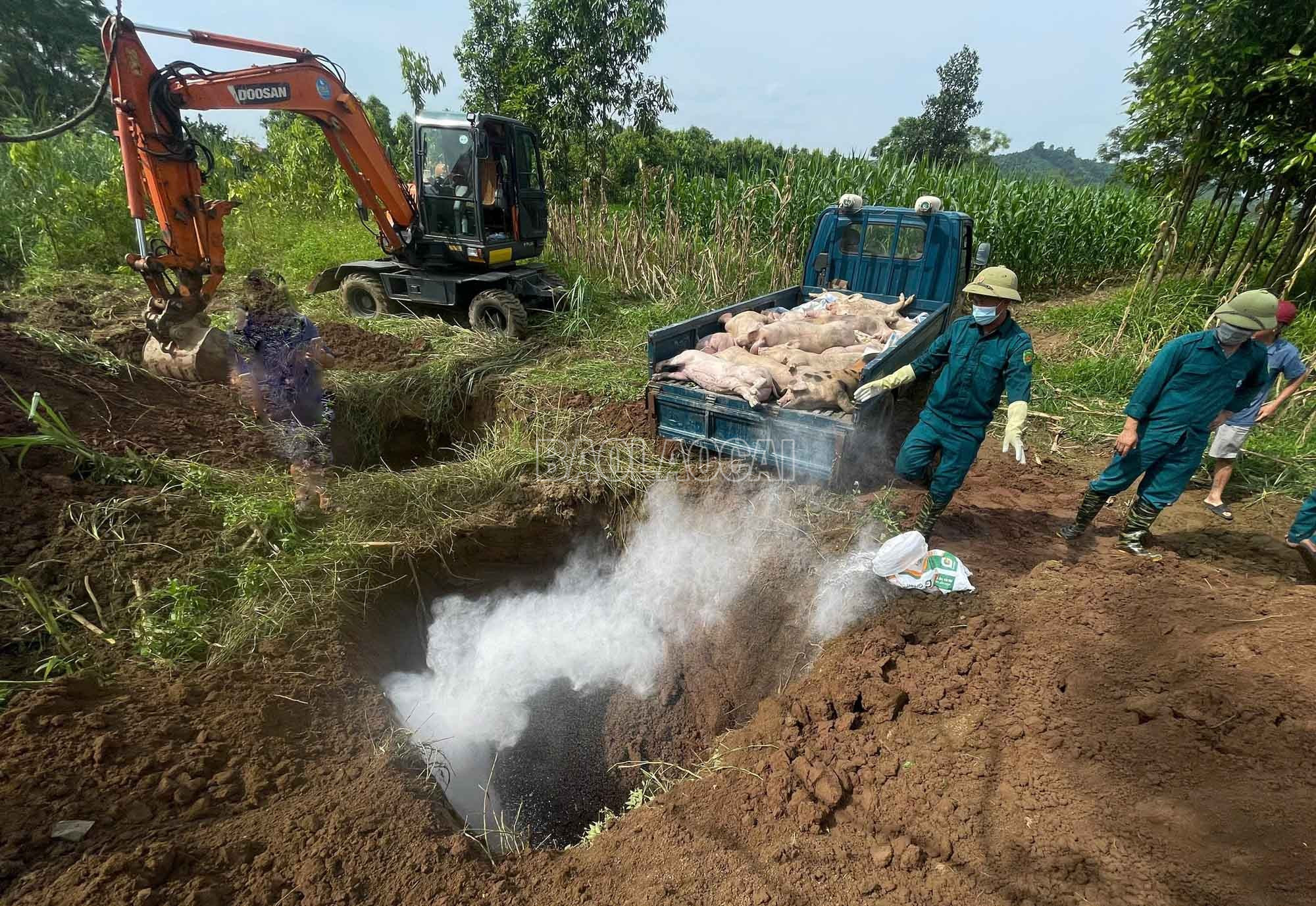 Tiêu hủy lợn mắc bệnh theo quy định. baolaocai-c_1.jpg