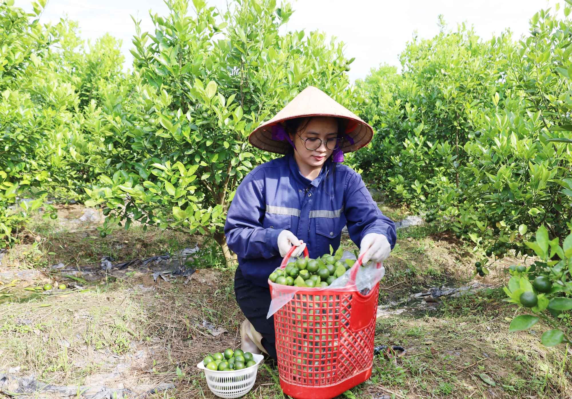 Trồng quất cho thu nhập cao gấp 2-3 lần so với cấy lúa. 5.jpg