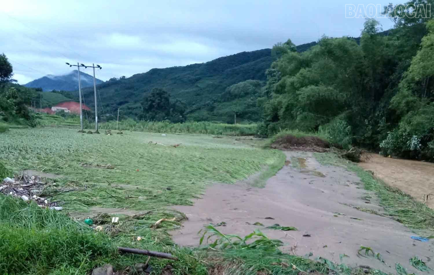 Nhiều diện tích hoa màu bị ngập.