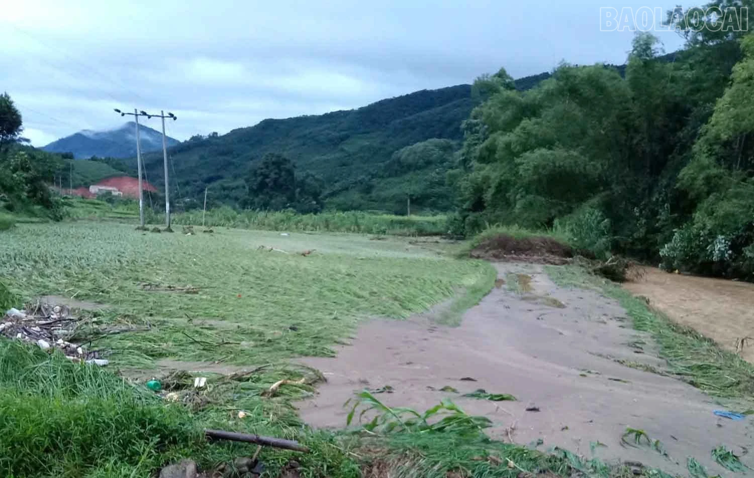 Nhiều diện tích hoa màu bị ngập.