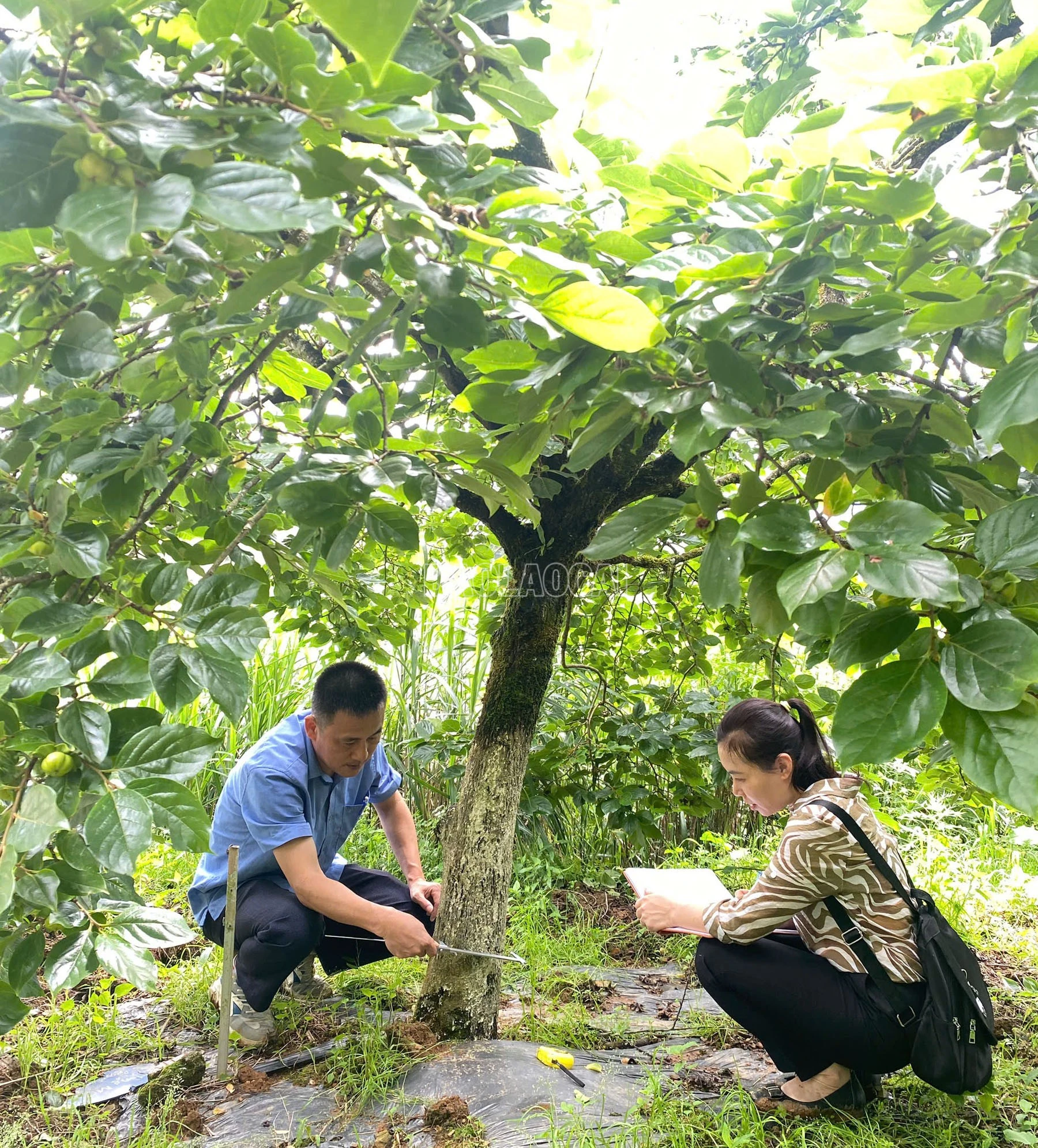 baolaocai-c_do-dem-cac-chi-tieu-cay-hong.jpg