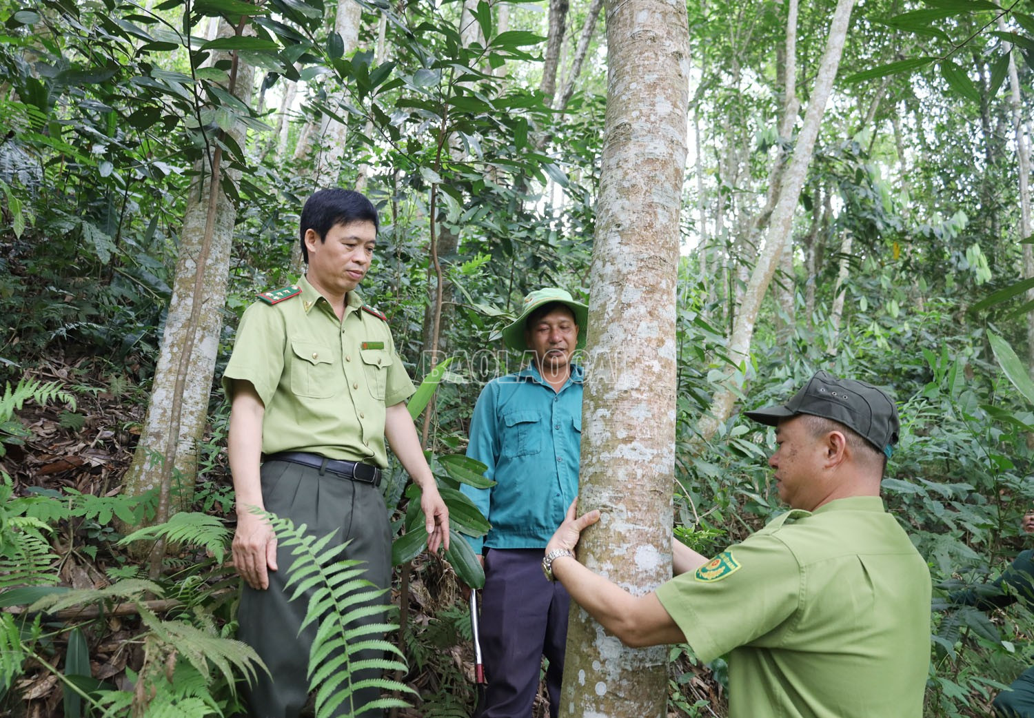 Muchas áreas forestales de los hogares de la comuna de Phong Nien son elegibles para el pago de servicios ambientales forestales. baolaocai-c_4.jpg