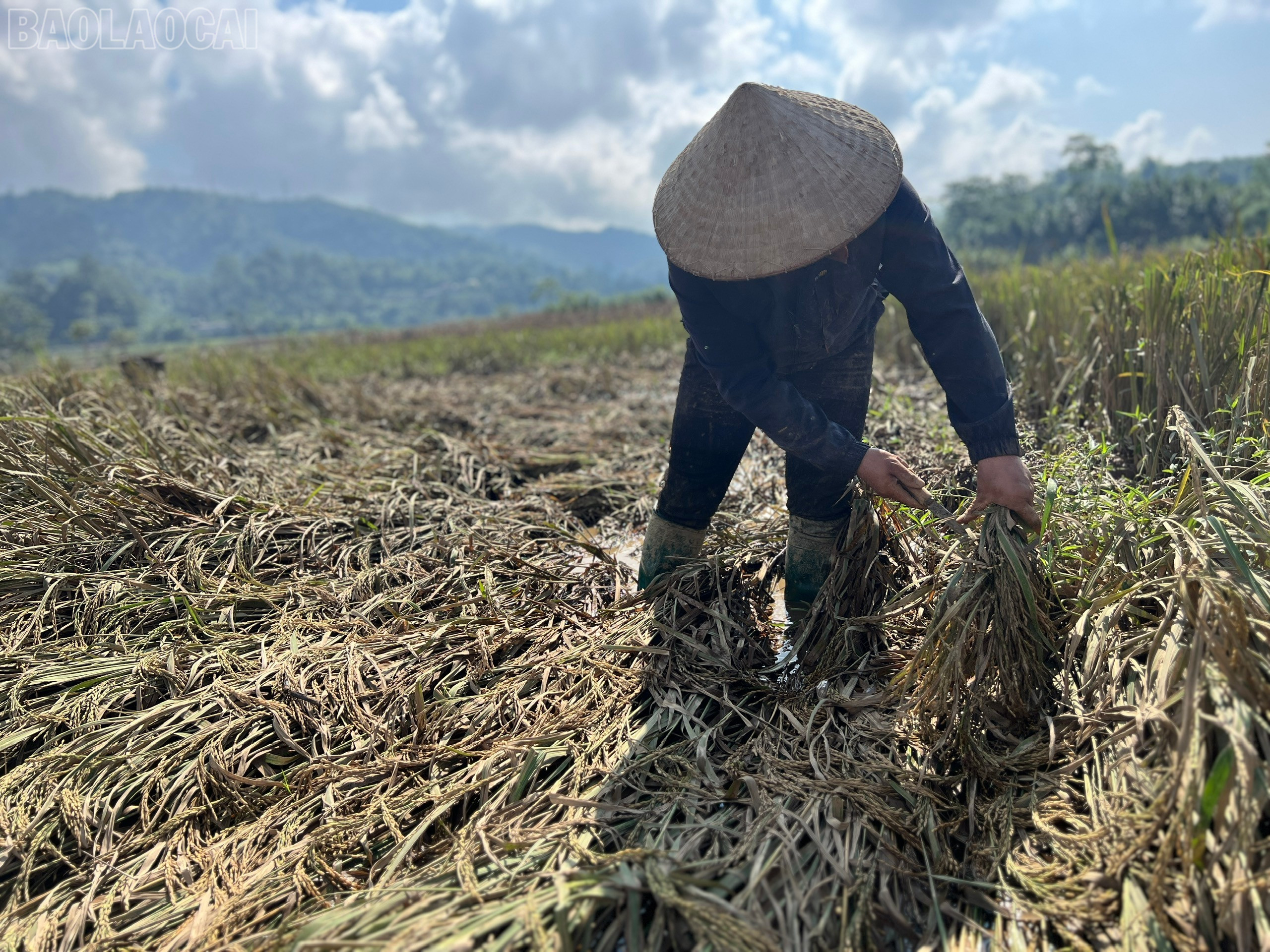 Chị Phùng Thị Liều cần mẫn gặt từng bông lúa. baolaocai-tl_z7102327757587-732874ec86ebb9f6ec821117e30107b2.jpg