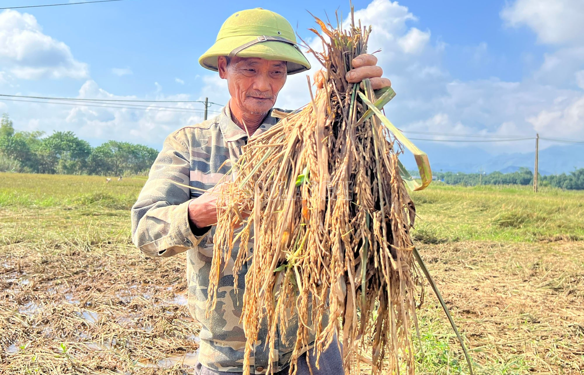 Xót của, ông Nguyễn Hoàng Hẹn đi mót từng bông để chăn nuôi gà, cá cho đỡ lãng phí. baolaocai-c_3.jpg