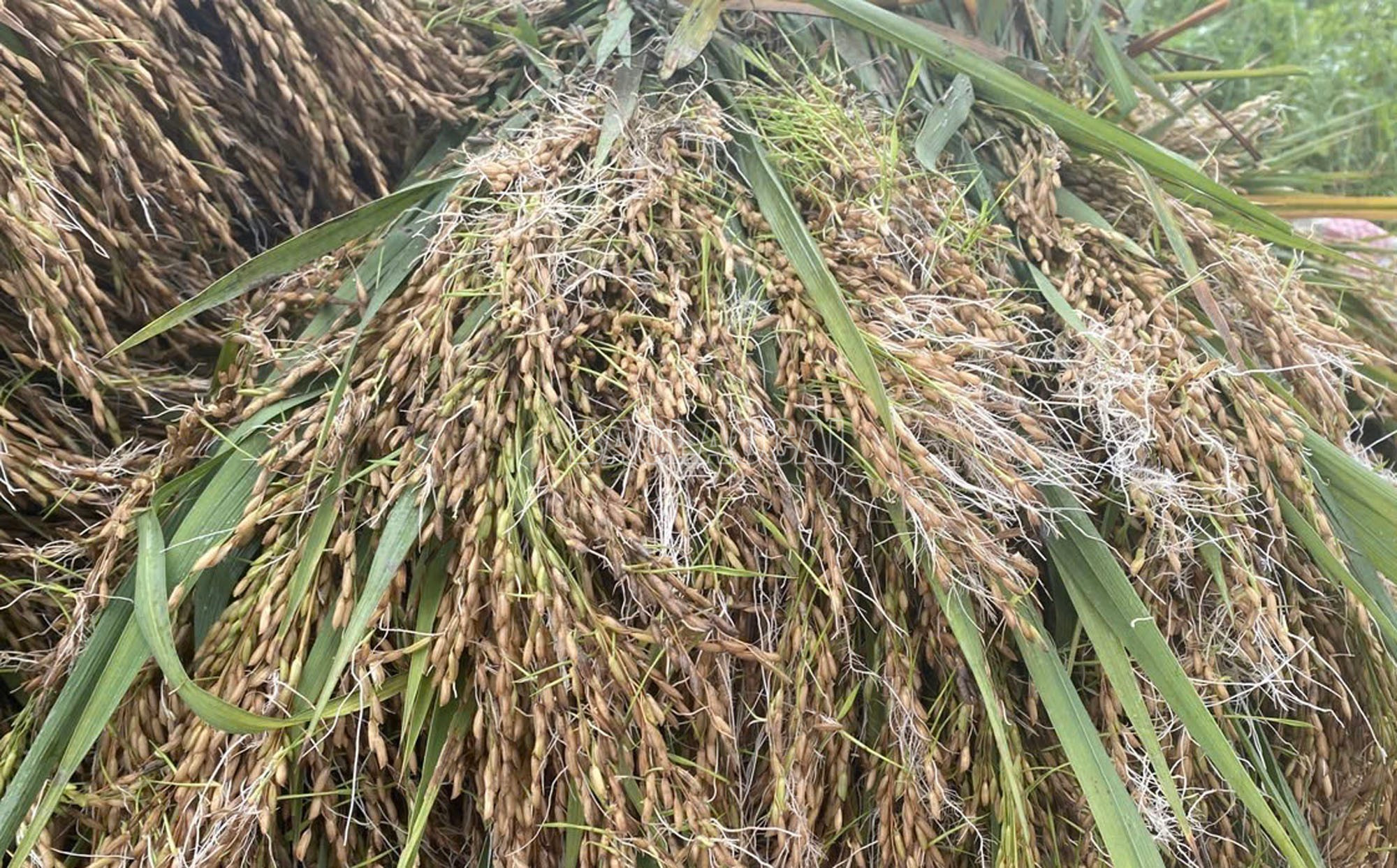 Những bó lúa mọc mầm do ngâm nước lâu. baolaocai-c_8.jpg