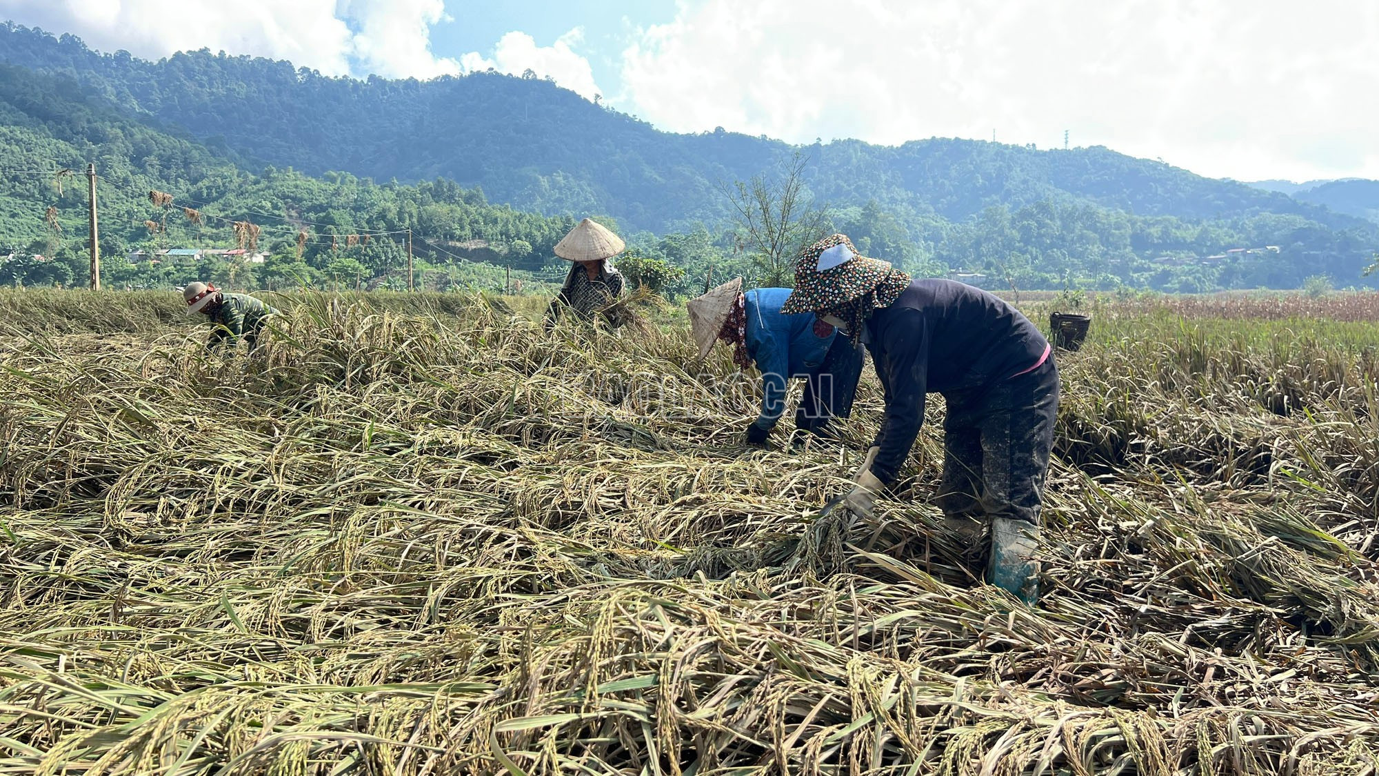 Tranh thủ ngày nắng, nông dân Tằng Loỏng ra đồng gặt lúa đầy bùn đất. baolaocai-c_5.jpg