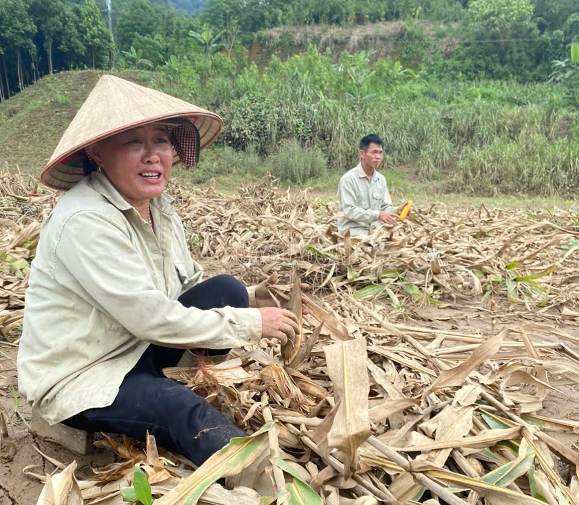 Bà con thu hoạch những bắp ngô còn lại sau mưa lũ. baolaocai-c_7.jpg