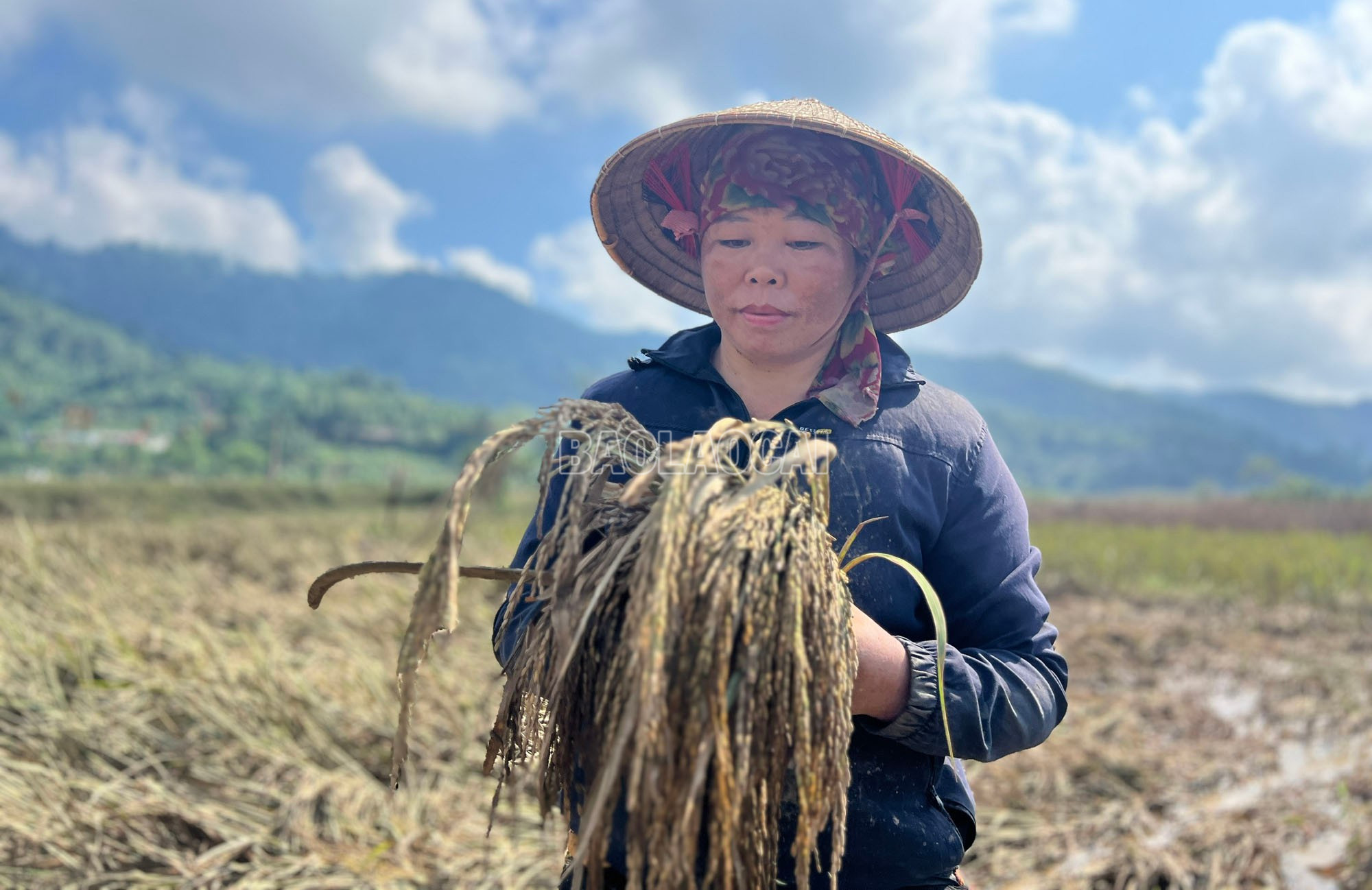 Phần lớn lúa của gia đình chị Liều đã bị thối, lẫn đầy bùn đất. baolaocai-c_4.jpg