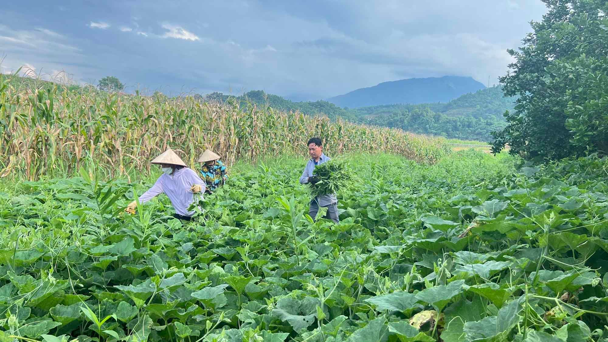 유기농 호박 수확철이 왔습니다. rau-bi-trong-huu-co-an-toan-cho-nguoi-tieu-dung.jpg