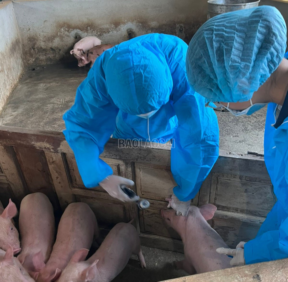 Tiêm vắc xin phòng bệnh dịch tả lợn châu Phi. baolaocai-c_a1.jpg