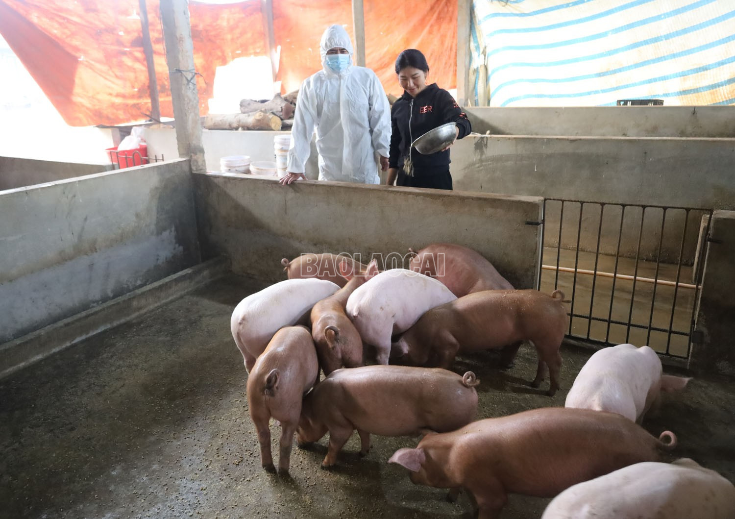 Người dân chăm sóc vật nuôi sau tiêm phòng. baolaocai-c_sau-khi-tiem-vac-xin-phong-benh-dich-ta-lon-chau-phi-lon-cua-gia-dinh-chi-phuong-phat-trien-khoe-manh.jpg