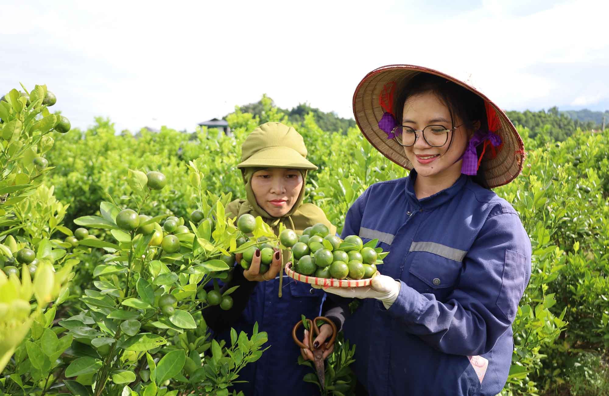 Cây quất trồng tại xã Bảo Thắng cho quả sai, mọng nước, được thị trường ưa chuộng. 2-5083.jpg