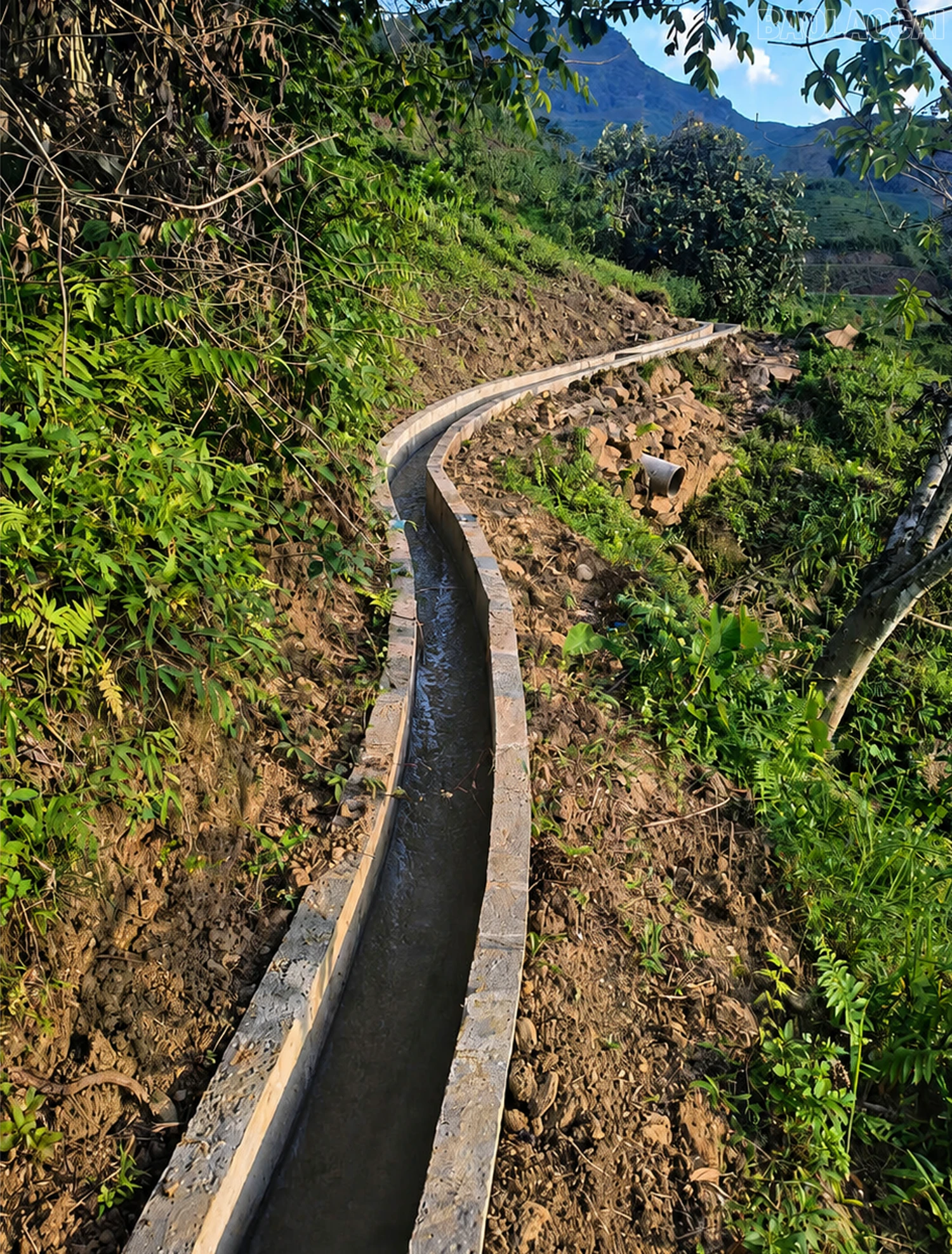 baolaocai-tr_7.png