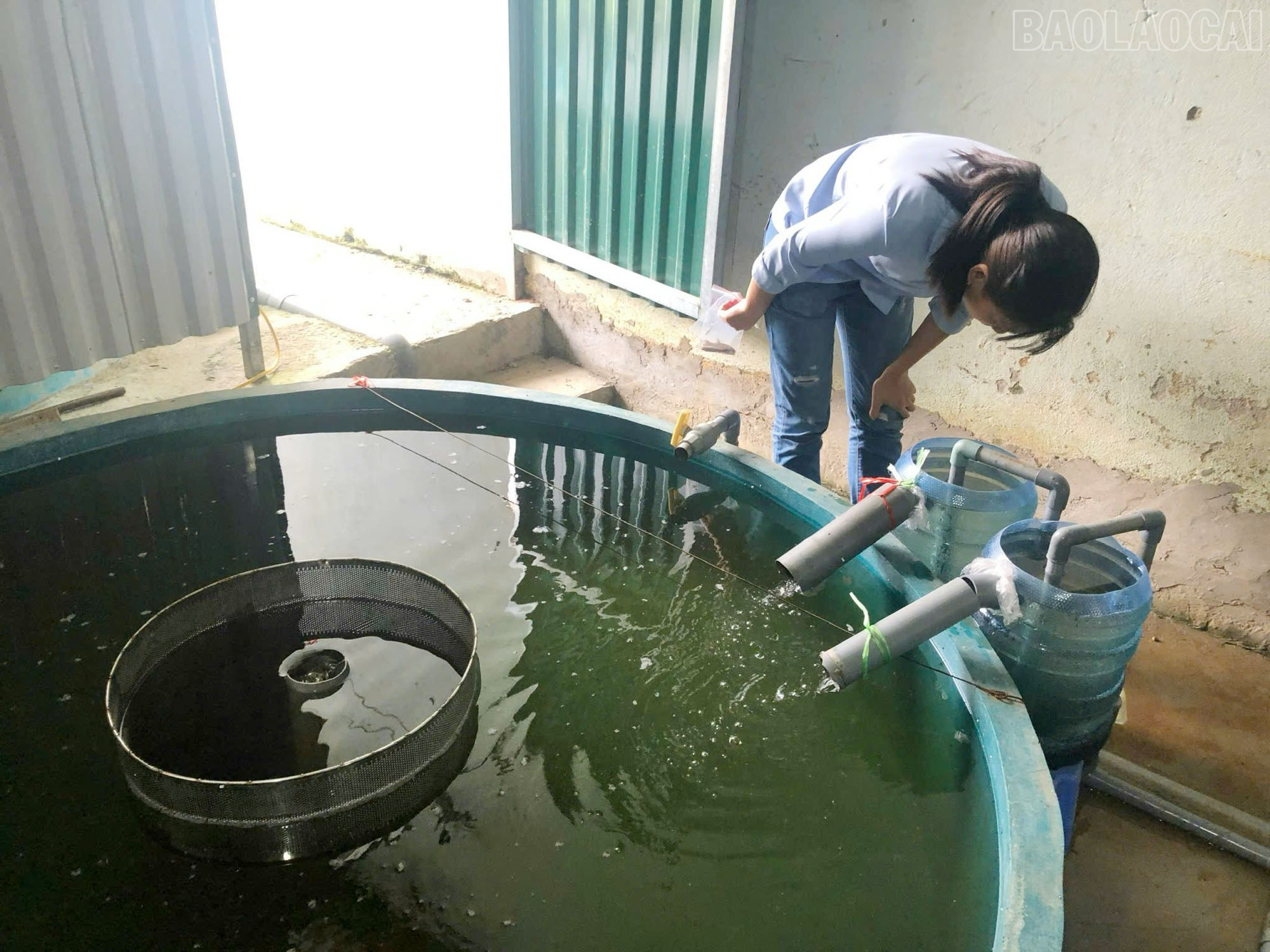 Kiểm tra nguồn nước phục vụ nuôi cá nước lạnh. baolaocai-tr_2.jpg