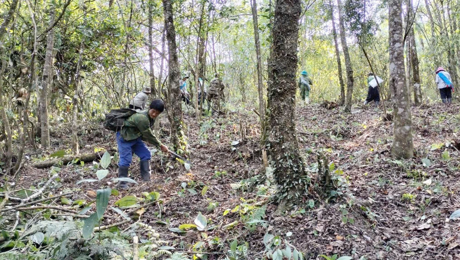 Các tổ bảo vệ rừng thuộc Khu Bảo tồn thiên nhiên Bát Xát thực hiện thu gom vật liệu cháy tại các vùng có nguy cơ cao. Ảnh: Kim Thoa