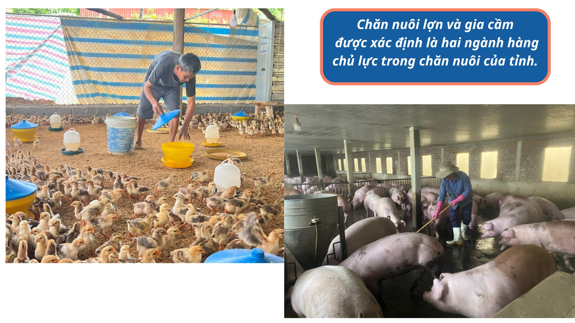 tang-cuong-cac-bien-phap-phong-chong-dich-benh-dong-vat.png