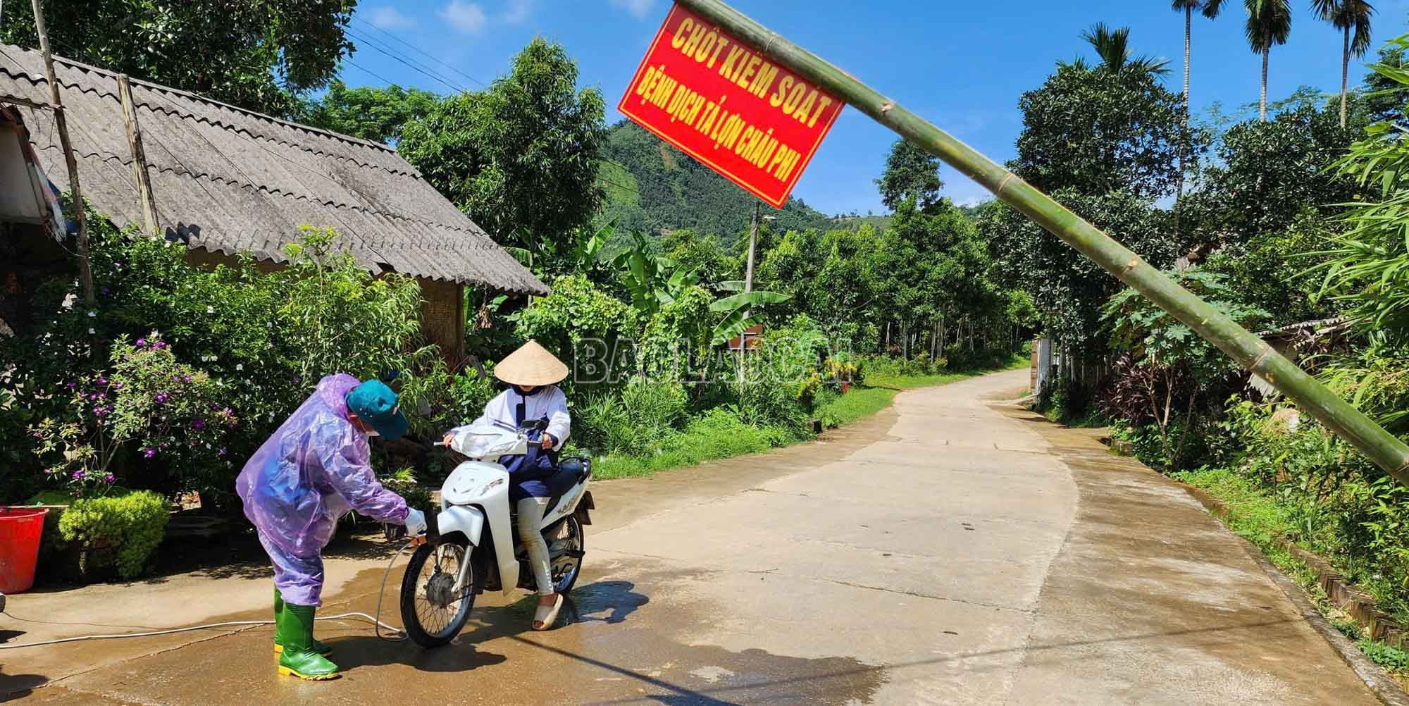 baolaocai-c_1.jpg