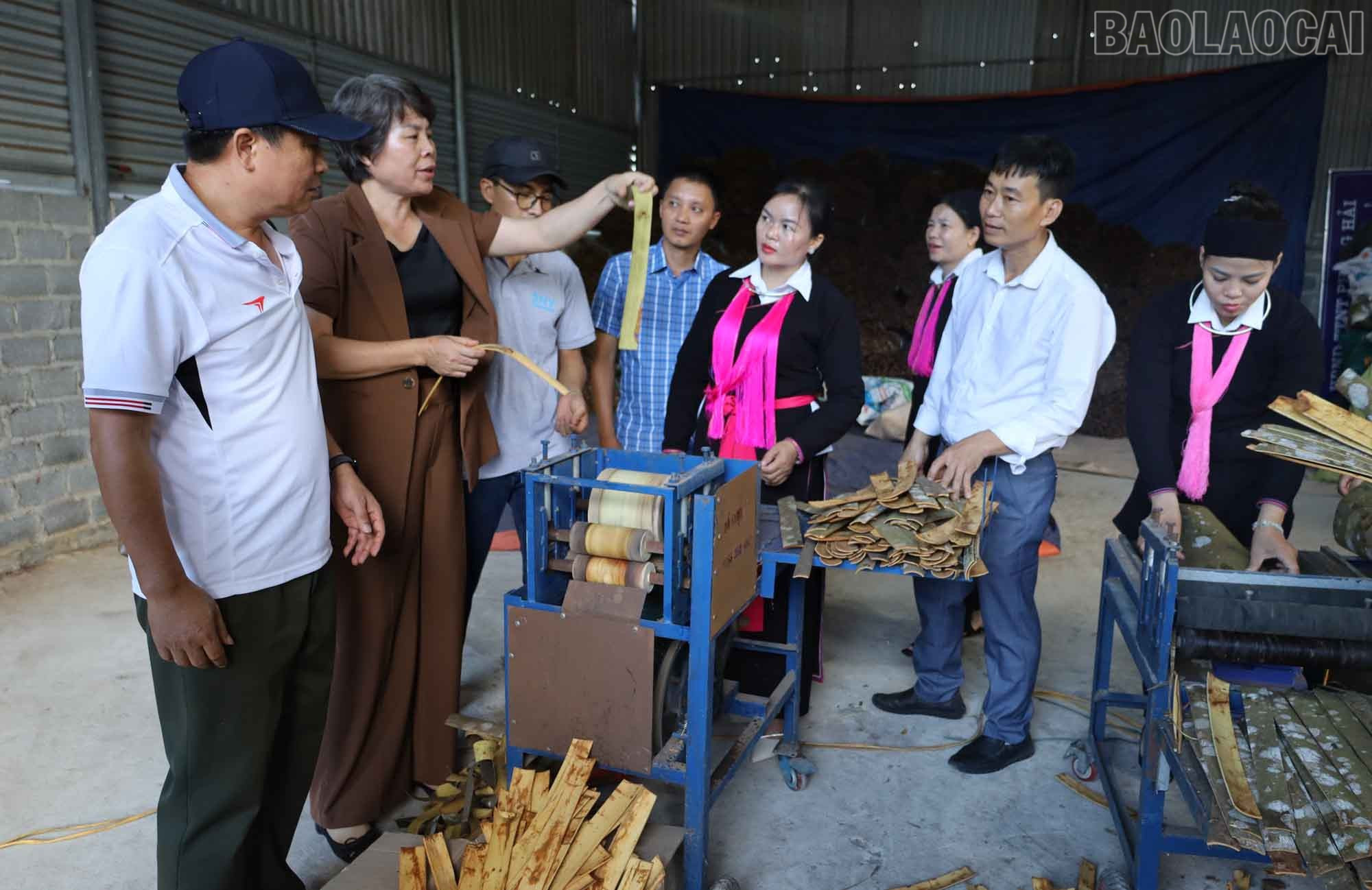 Các đại biểu tham quan xưởng sản xuất quế của Hợp tác xã. baolaocai-tr_13.jpg
