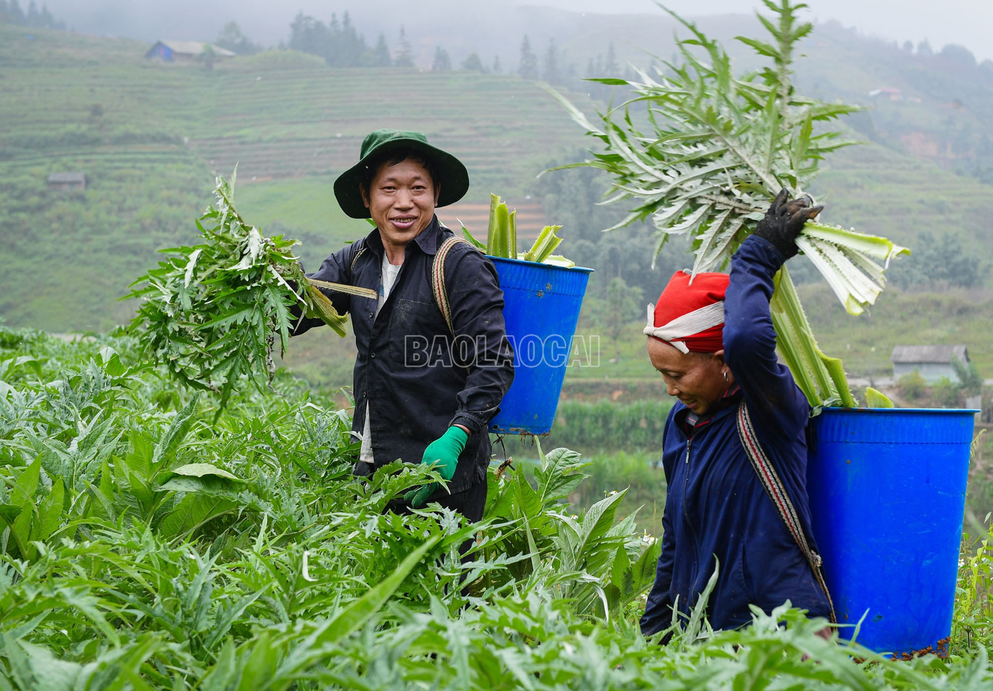 Năm nay, giá thu mua lá atiso đạt 2.300 đồng/kg, tăng 300 đồng/kg so với năm trước và hầu hết diện tích đều phát triển tốt, năng suất cao nên bà con thêm phần phấn khởi. baolaocai-c_12.jpg