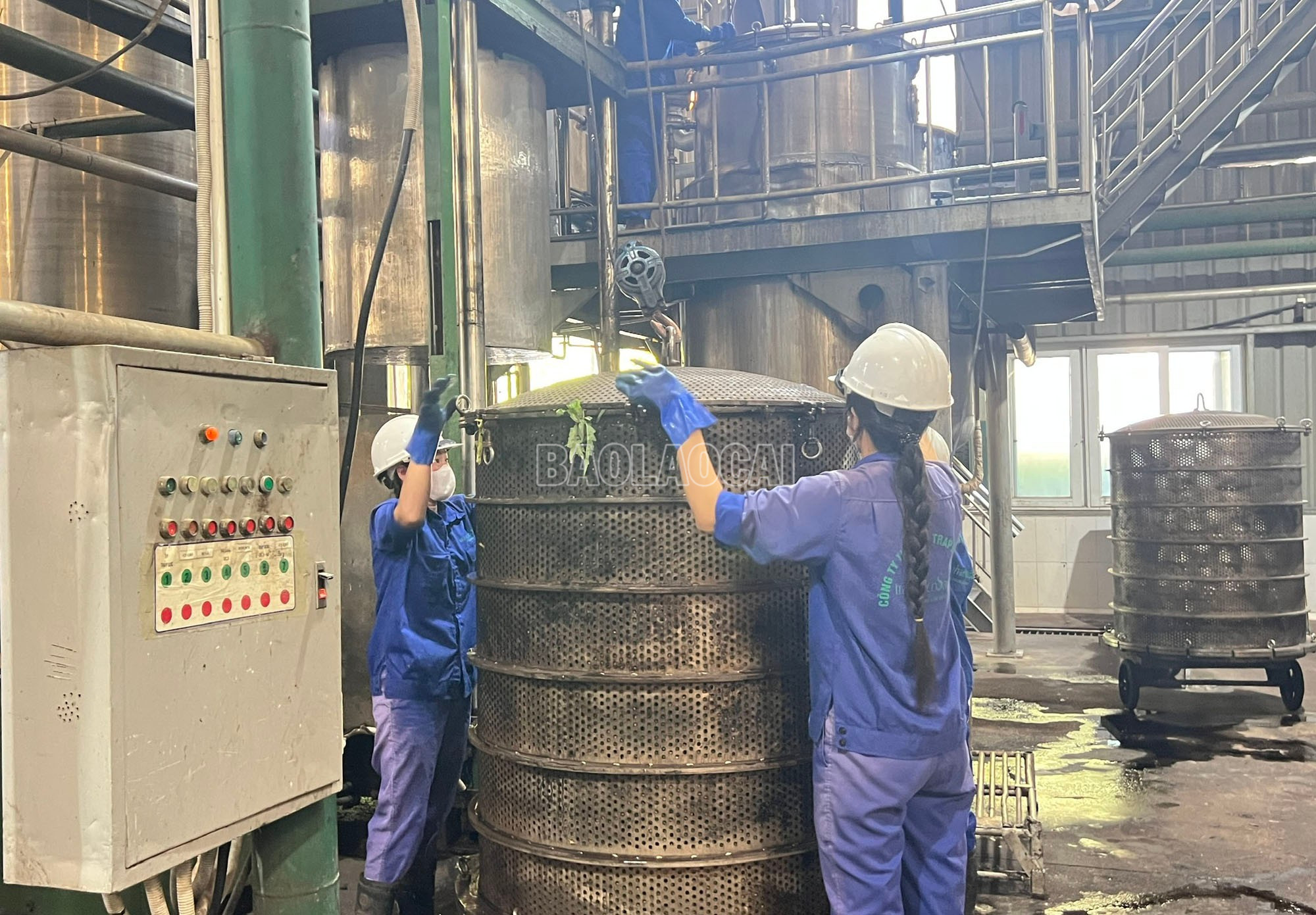 Tại nhà máy, lá atiso được rửa, thái, chiết xuất, cô đặc, sấy khô thành cao dược liệu. baolaocai-c_9.jpg