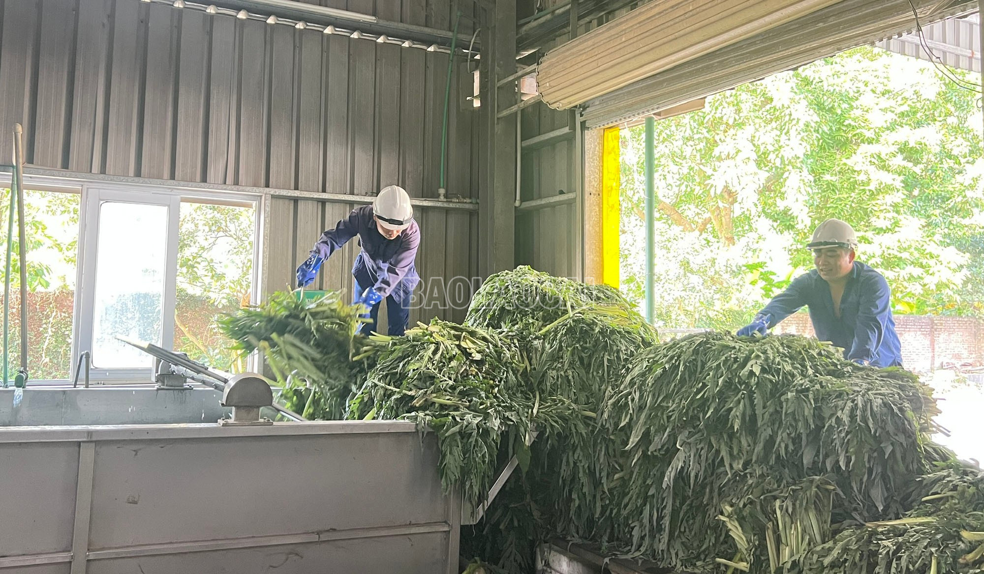 Lá atiso sau khi thu hoạch được vận chuyển về nhà máy ngay trong ngày để chế biến, bảo đảm chất lượng sản phẩm. baolaocai-c_8.jpg