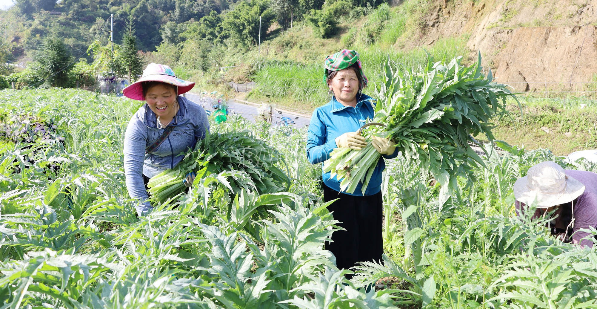 Những ngày này, nông dân phường Sa Pa phấn khởi bước vào thu hoạch lứa lá atiso đầu tiên niên vụ 2025 - 2026. Thời vụ thu hoạch atiso bắt đầu từ tháng 10 năm trước, đến tháng 5 năm sau. Mỗi vụ atiso, người dân thu hoạch 8 lứa lá, trung bình 25 ngày/lứa. baolaocai-c_1-849.jpg