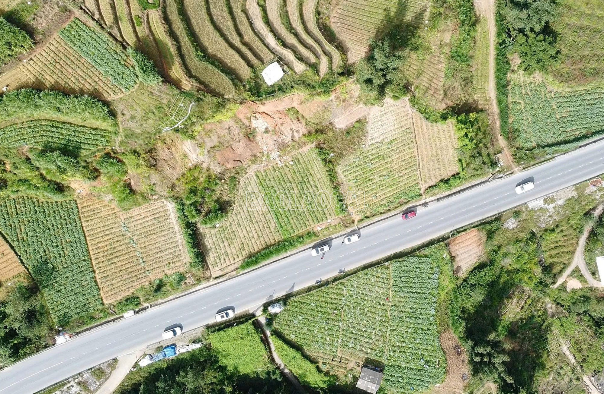 Những diện tích trước đây trồng ngô, lúa nương, nay được chuyển sang trồng atiso, mang lại thu nhập ổn định cho người dân vùng cao. baolaocai-c_z7173640318237-cfefeea8b725fafb61b73a24765011d6.jpg