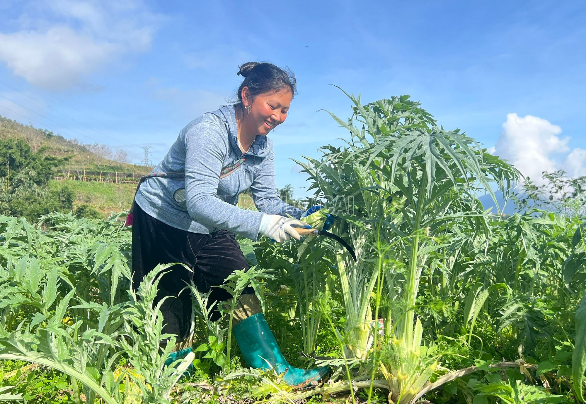 Người dân cẩn thận cắt tỉa từng bẹ lá để giữ nguyên độ tươi, phục vụ chế biến dược liệu và trà thảo mộc. baolaocai-c_2-8670.jpg