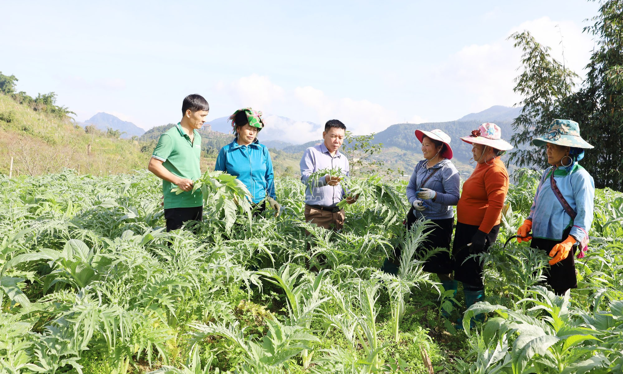 Trung bình mỗi ha atiso cho thu từ 60 – 70 tấn lá, được Công ty TNHH Một thành viên Traphaco Sa Pa ký hợp đồng tiêu thụ, đem lại nguồn thu nhập ổn định cho nông dân. baolaocai-c_3-4830.jpg