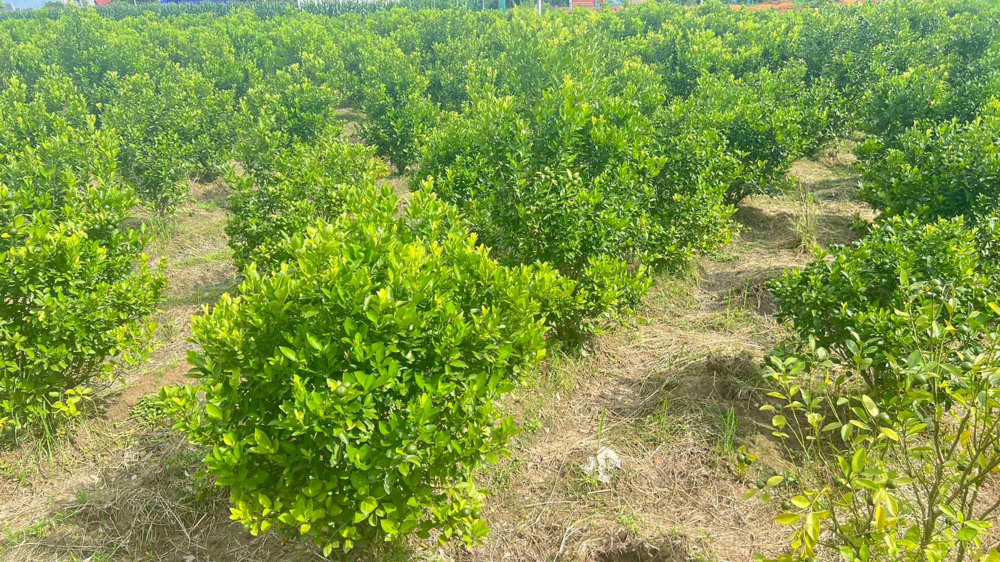 Cây quất trồng trên đất ruộng tại xã Bảo Thắng sinh trưởng, phát triển tốt. 7.jpg