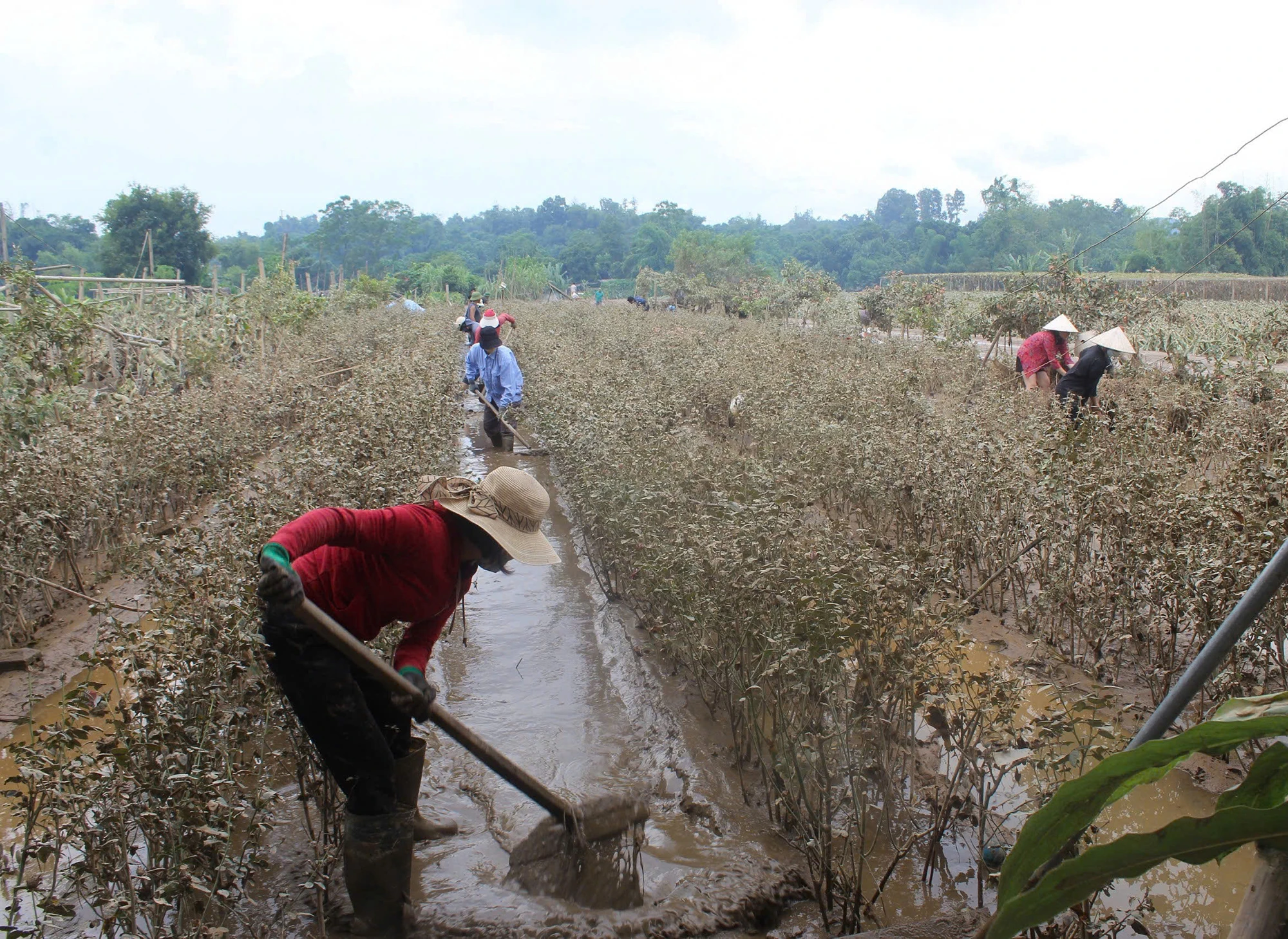 Tiến hành xới đất, thoát nước diện tích dâu tằm..jpg