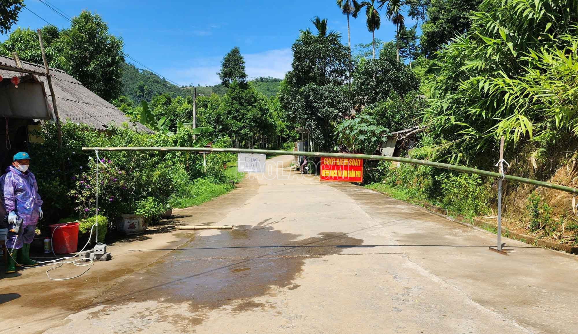 baolaocai-c_6.jpg