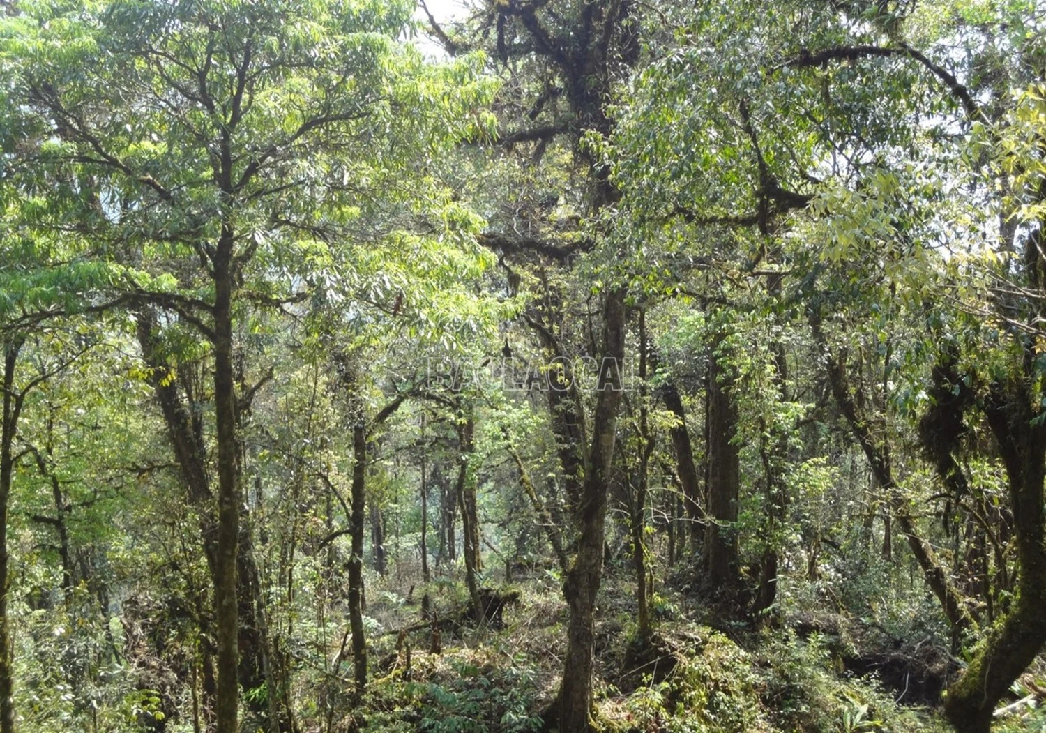 baolaocai-c_rung-dac-dung.jpg