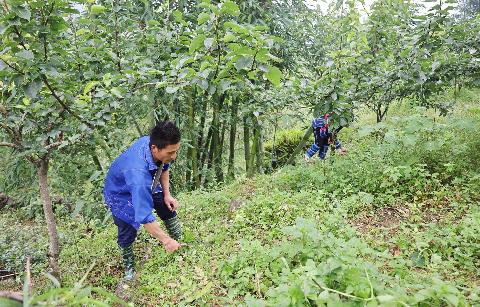 Người dân xã Nậm Pung chăm sóc vườn lê. nguoi-dan-phat-co-cham-co-cham-soc-le.jpg