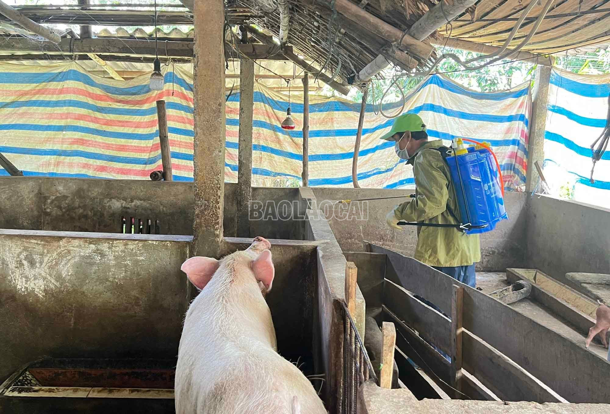 Hộ chăn nuôi chủ động vệ sinh, tiêu độc khử trùng chuồng trại để ngăn chặn dịch bệnh. baolaocai-c_1.jpg