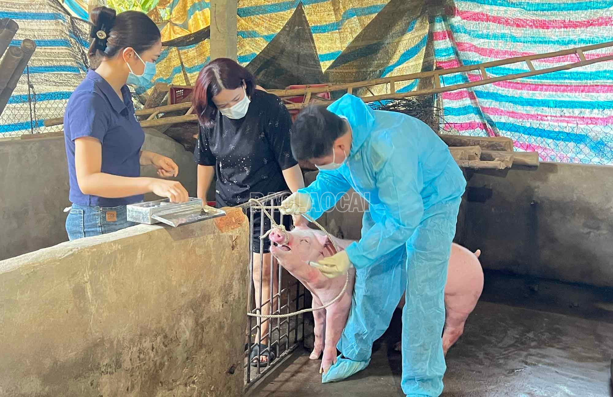 Cơ quan chuyên môn lấy mẫu bệnh phẩm để xét nghiệm theo quy định. baolaocai-c_a.jpg