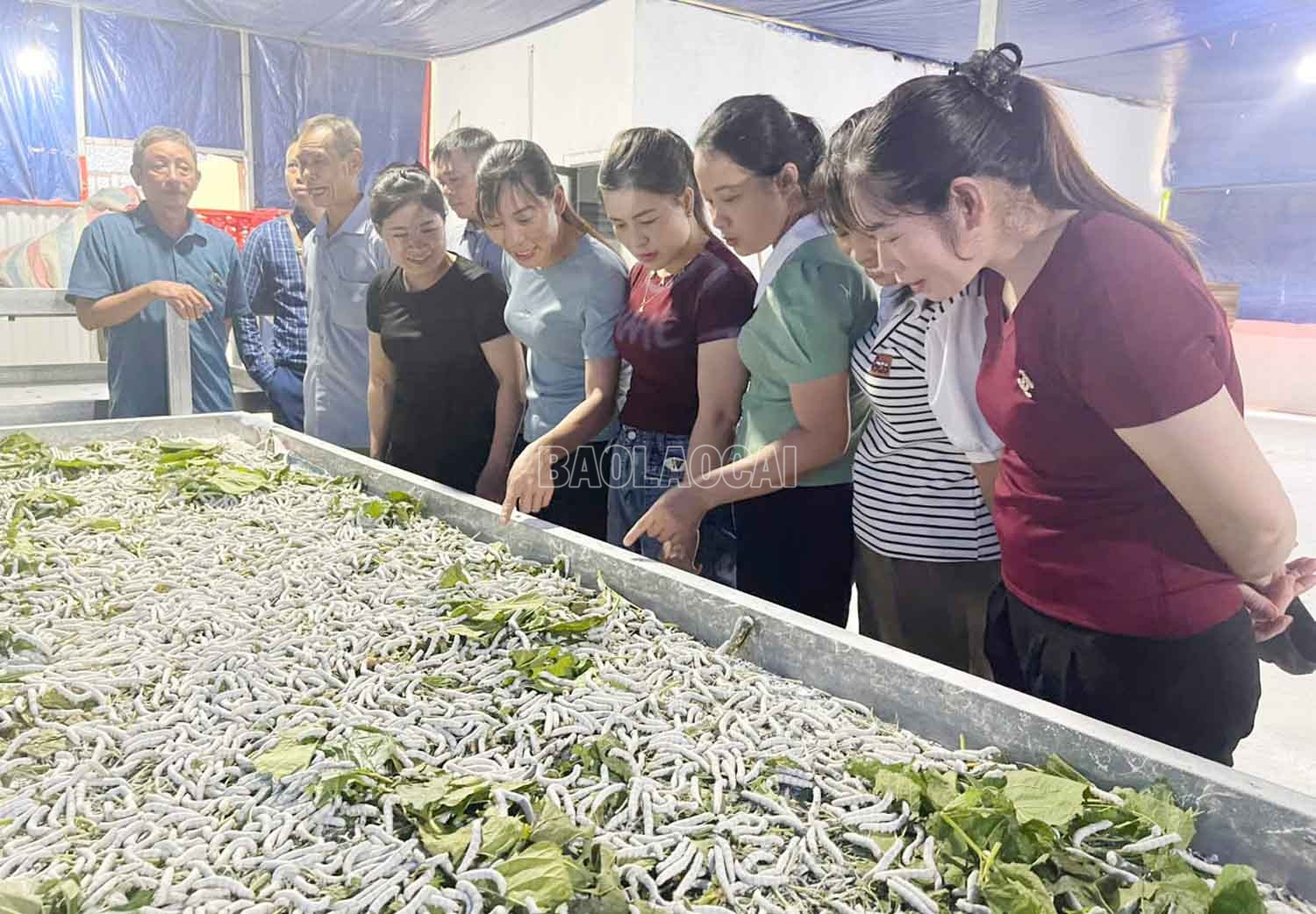 ទស្សនាគំរូចិញ្ចឹមដង្កូវនាងនៅឃុំ Bao Ha។ baolaocai-c_2.jpg