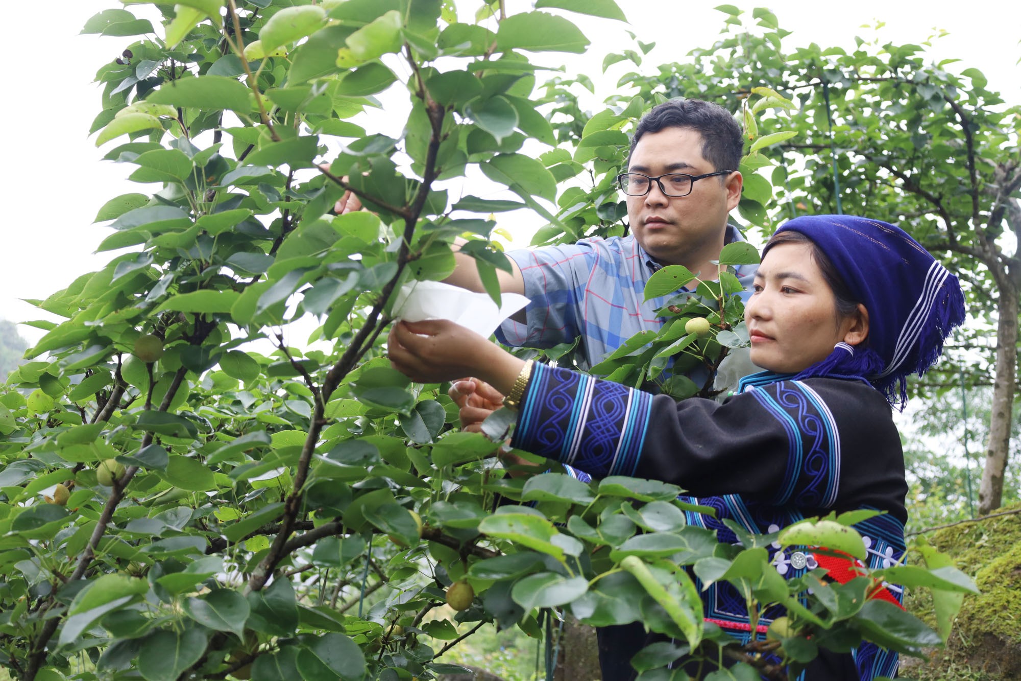 Hướng dẫn người dân bọc quả lê. huong-dan-nguoi-dan-boc-qua-le.jpg