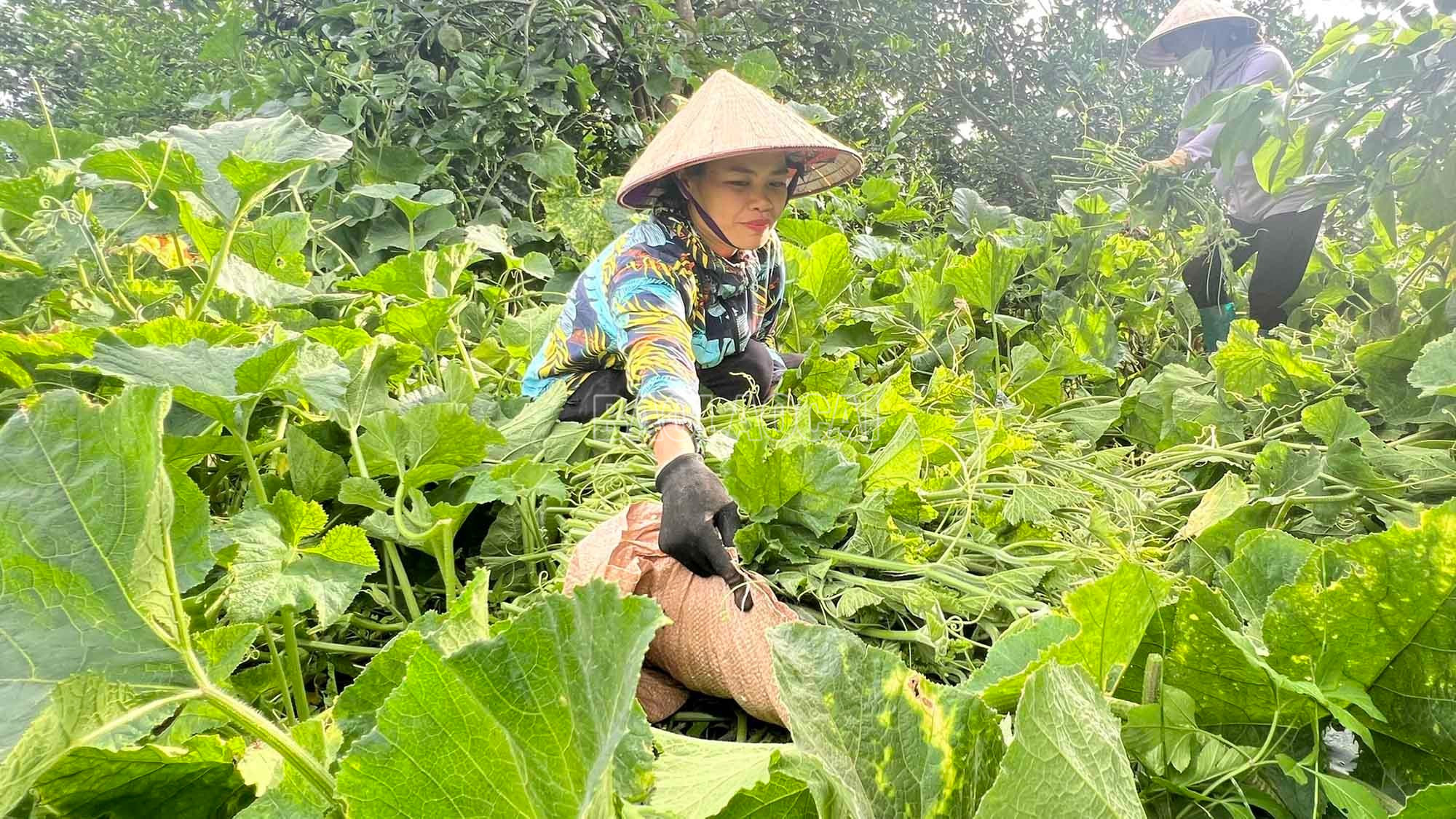 유기농으로 재배한 호박은 푸른빛이 도는 푸른색을 띠고, 촉감이 부드럽고, 약간 달콤합니다. baolaocai-c_rau-bi-huu-co-cho-rau-mem-ngon-xanh-muot.jpg