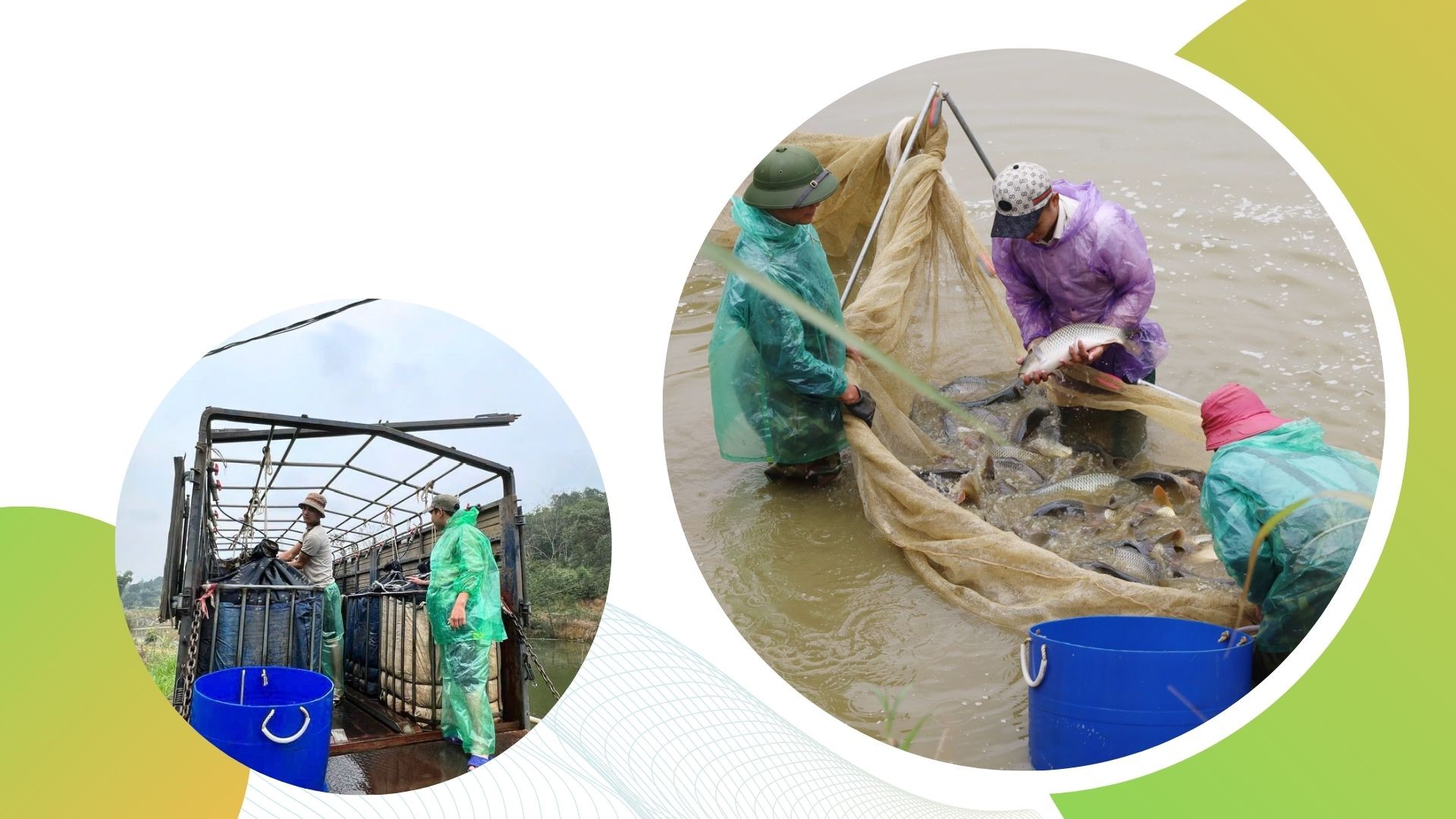 Việc chăn nuôi thủy sản của các hộ xã viên Hợp tác xã Thủy sản Phong Hải thuận lợi, cho hiệu quả kinh tế cao. 2.jpg