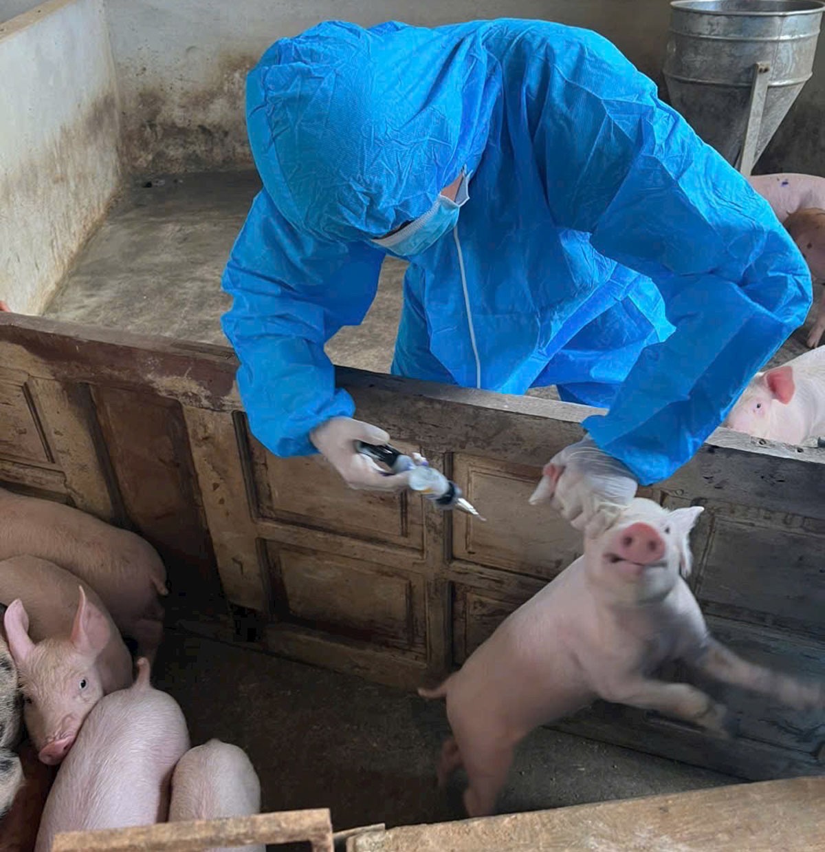 Người dân chủ động tiêm vắc-xin phòng dịch tả lợn châu Phi. a2.jpg