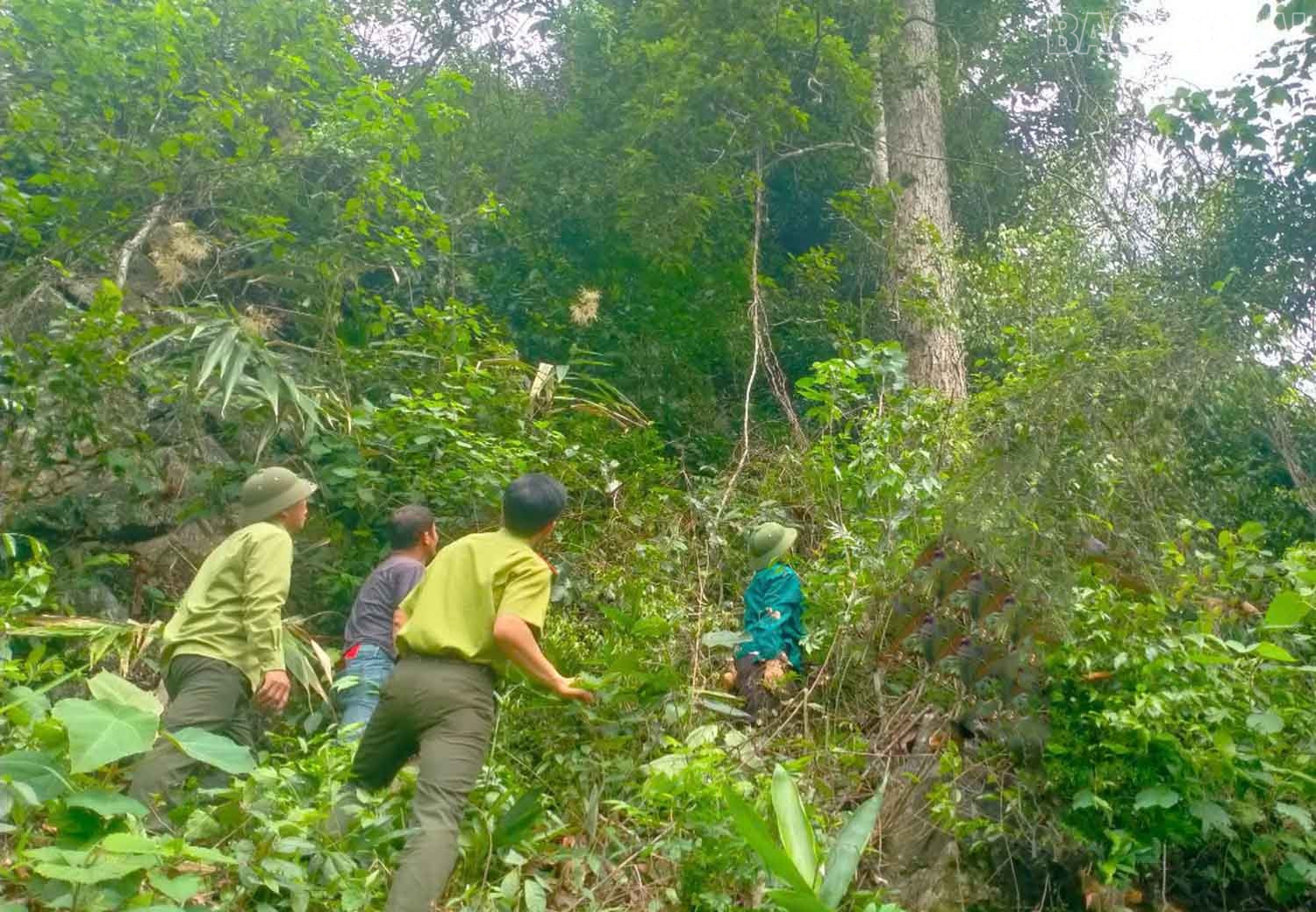 Cán bộ kiểm lâm xã Cốc Ly (Bắc Hà) phối hợp với người dân tuần tra rừng. baolaocai-tr_b.jpg