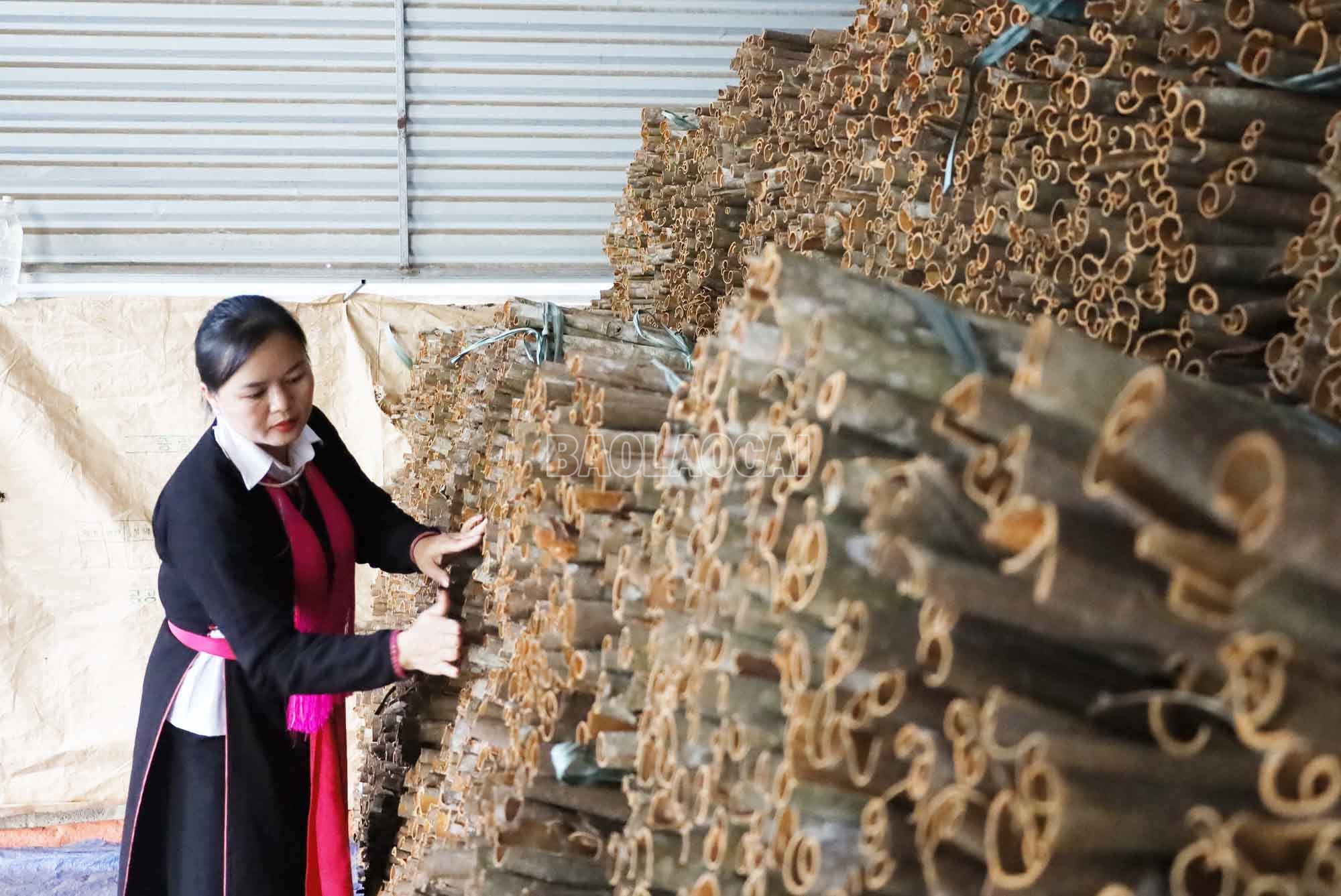Xã Phong Hải từng bước đưa sản phẩm quế vươn xa, góp phần nâng cao giá trị ngành hàng quế. baolaocai-c_8.jpg