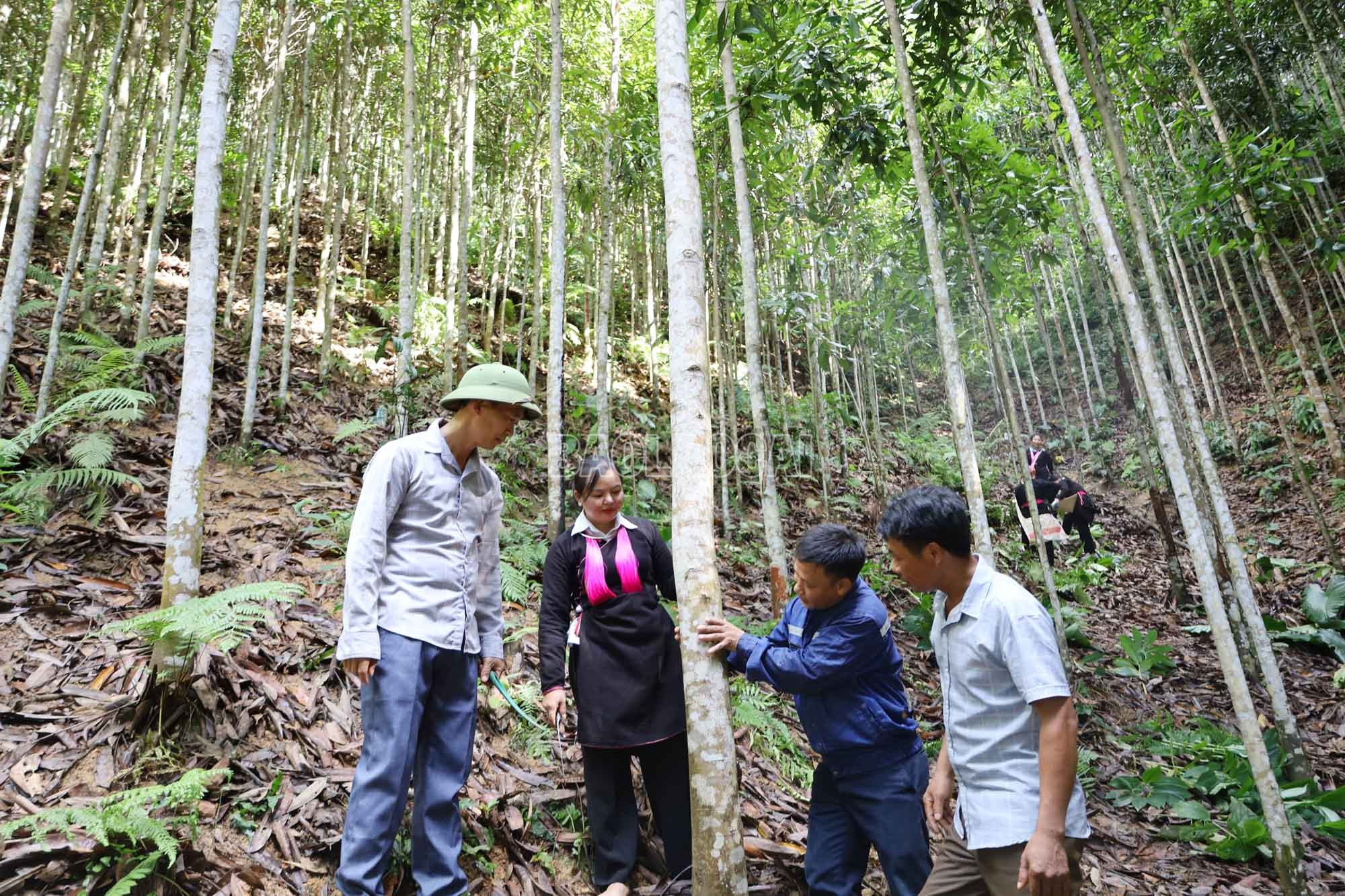 Xã Phong Hải có hơn 1.800 ha quế. baolaocai-c_1-5727.jpg