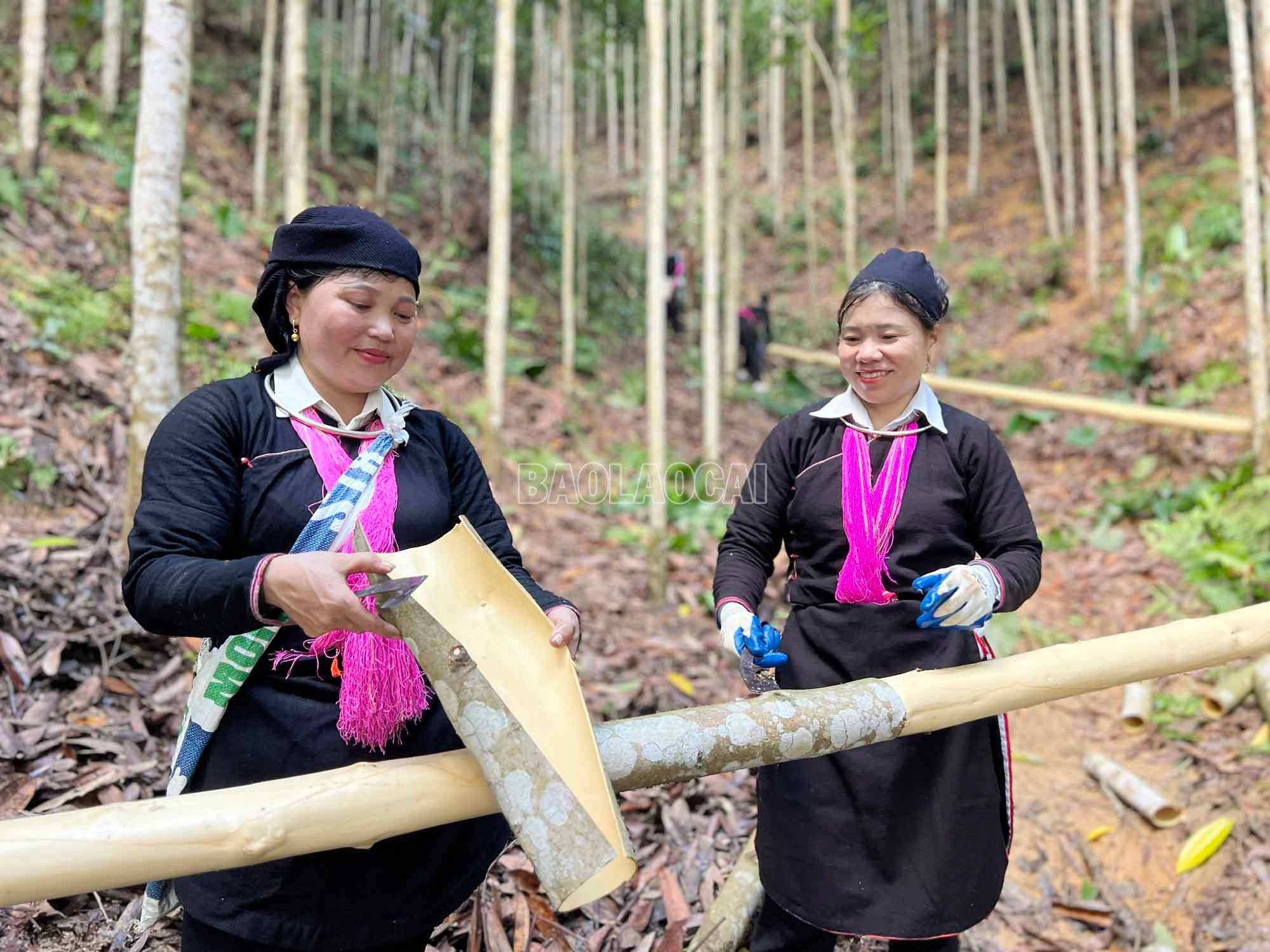 Nhờ trồng quế, nhiều hộ dân ở xã Phong Hải có nguồn thu ổn định. baolaocai-c_6.jpg