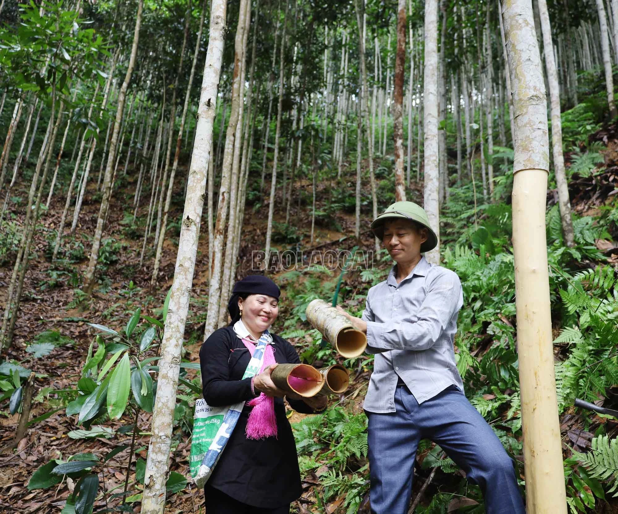 baolaocai-c_2.jpg