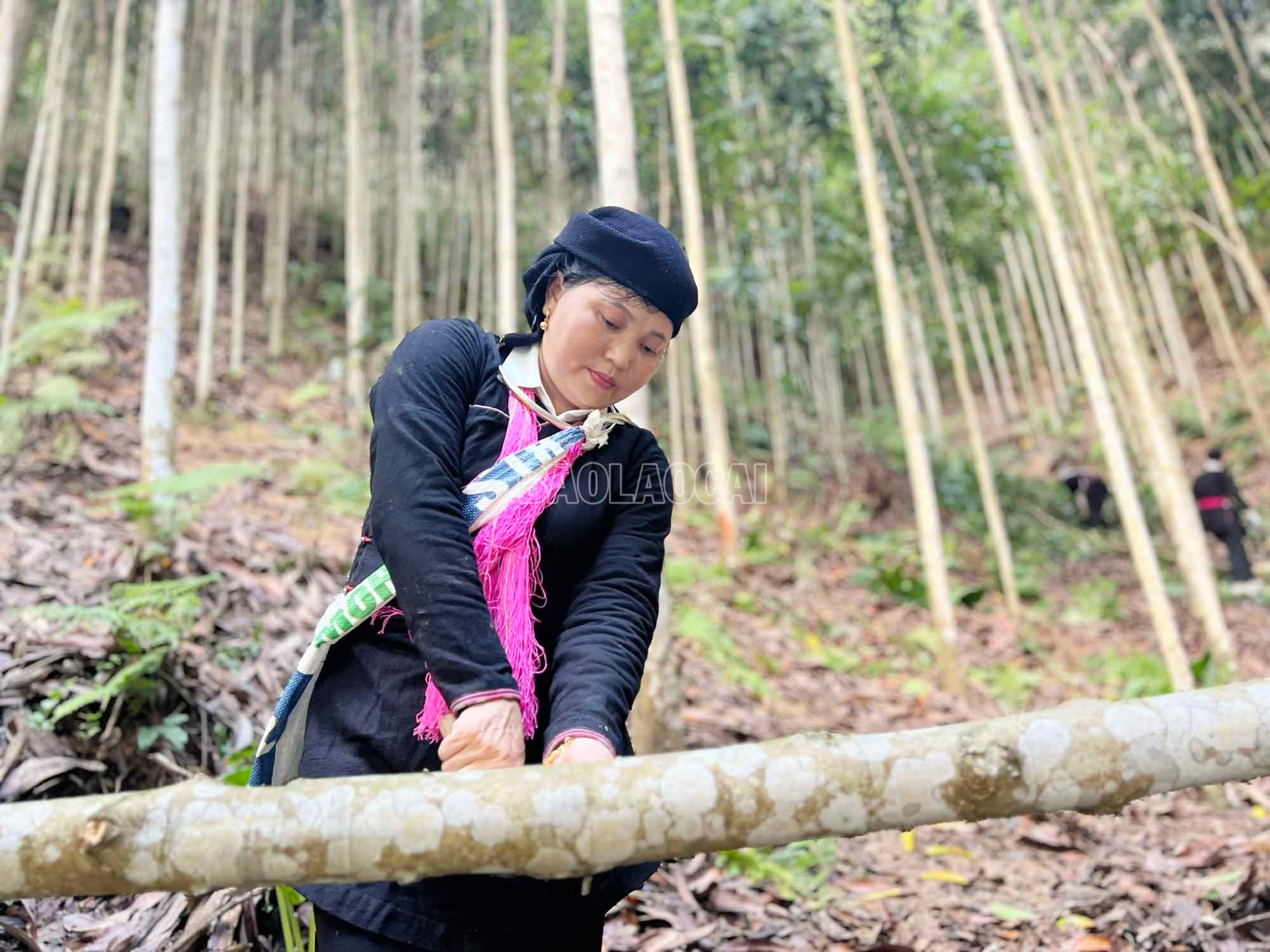 Gia đình chị Bàn Thị Hồng có thu nhập ổn định nhờ cây quế. baolaocai-c_4.jpg