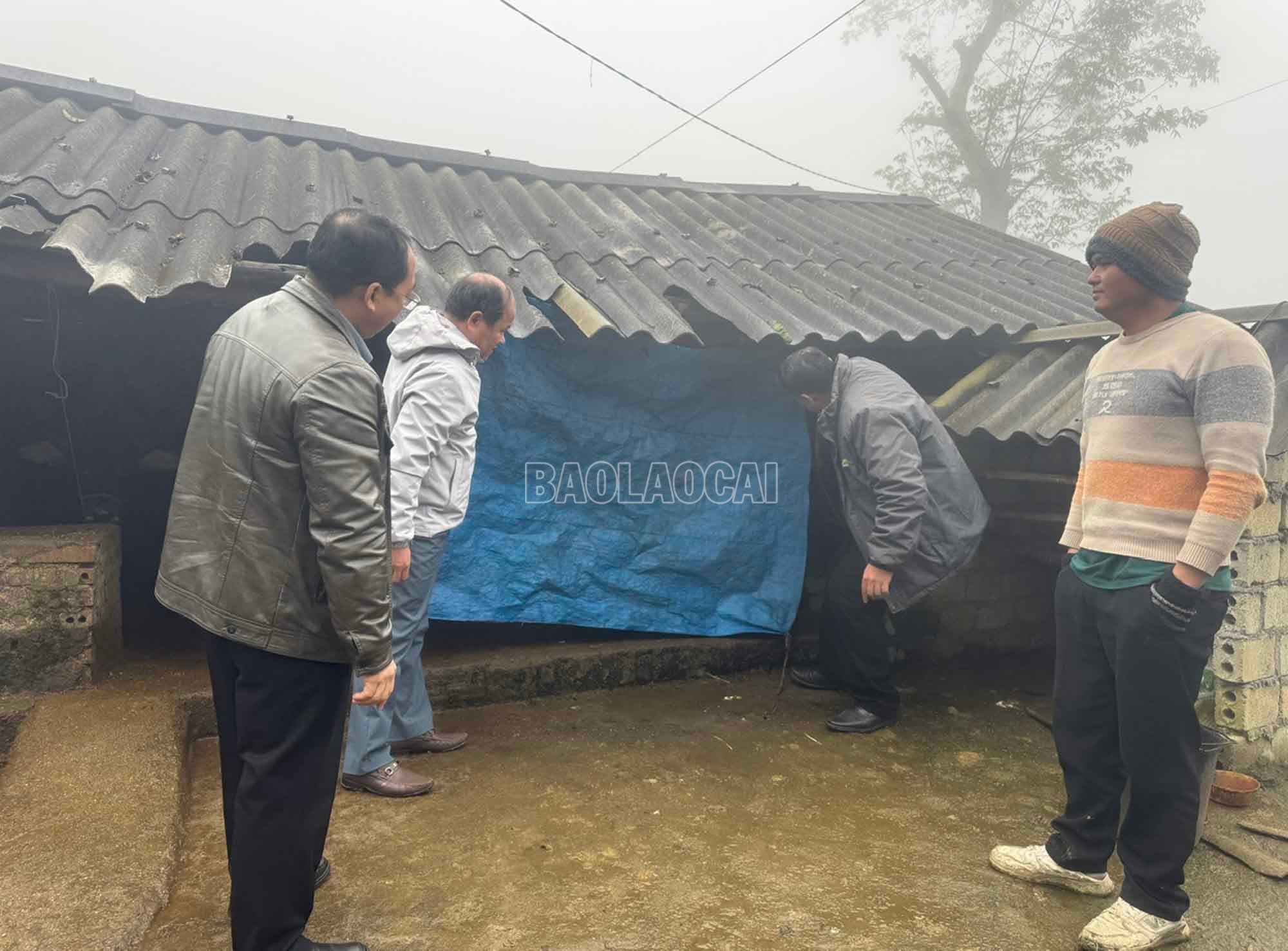 baolaocai-c_3.jpg
