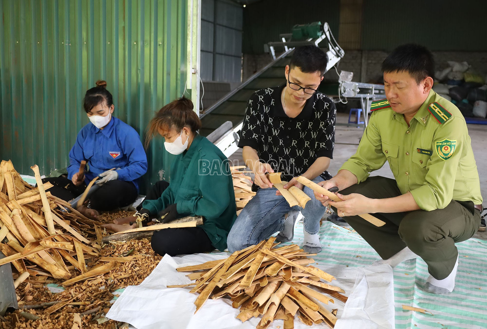 baolaocai-c_img-9695.jpg
